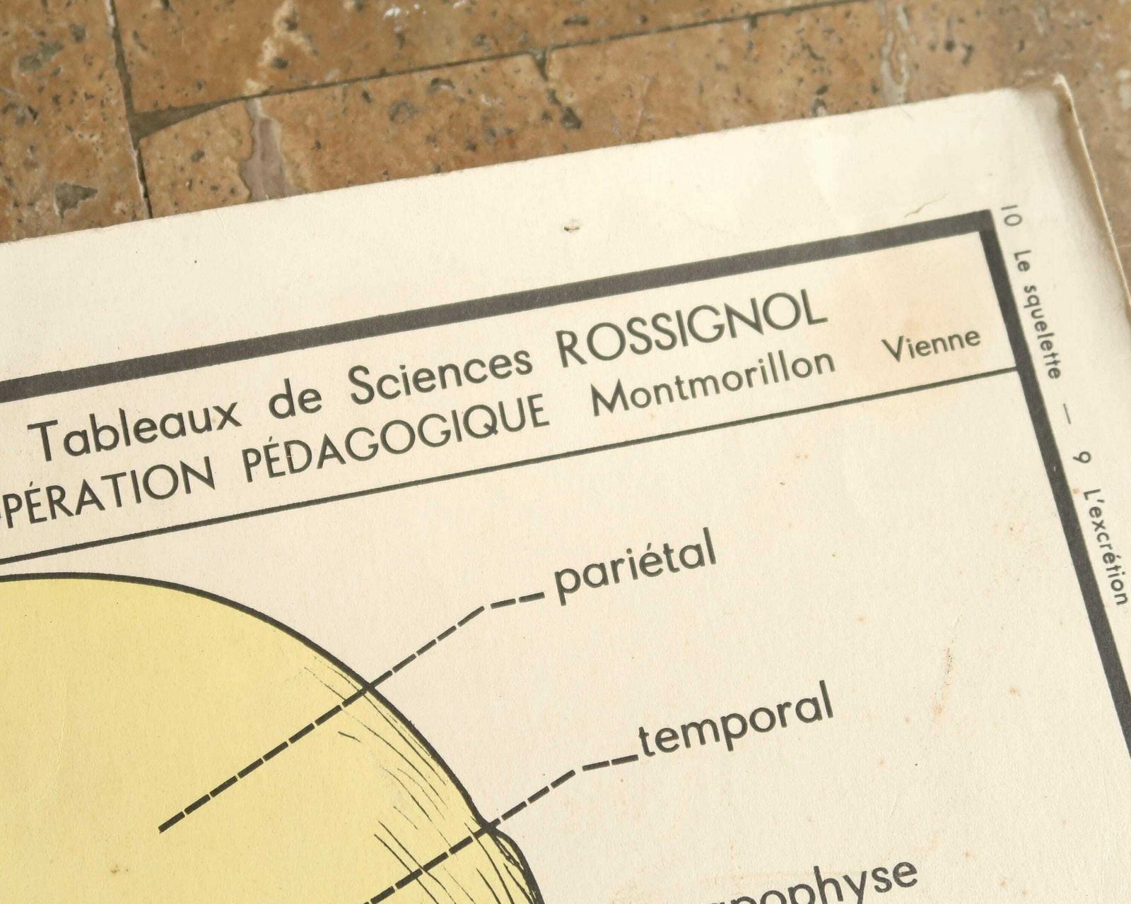 French Teaching Poster By Rossignol: Skeleton, 1950s / Doctor Medical Sciences Cabinet Of Curiosities School Osteopathic Physiotherapist photo for sale
