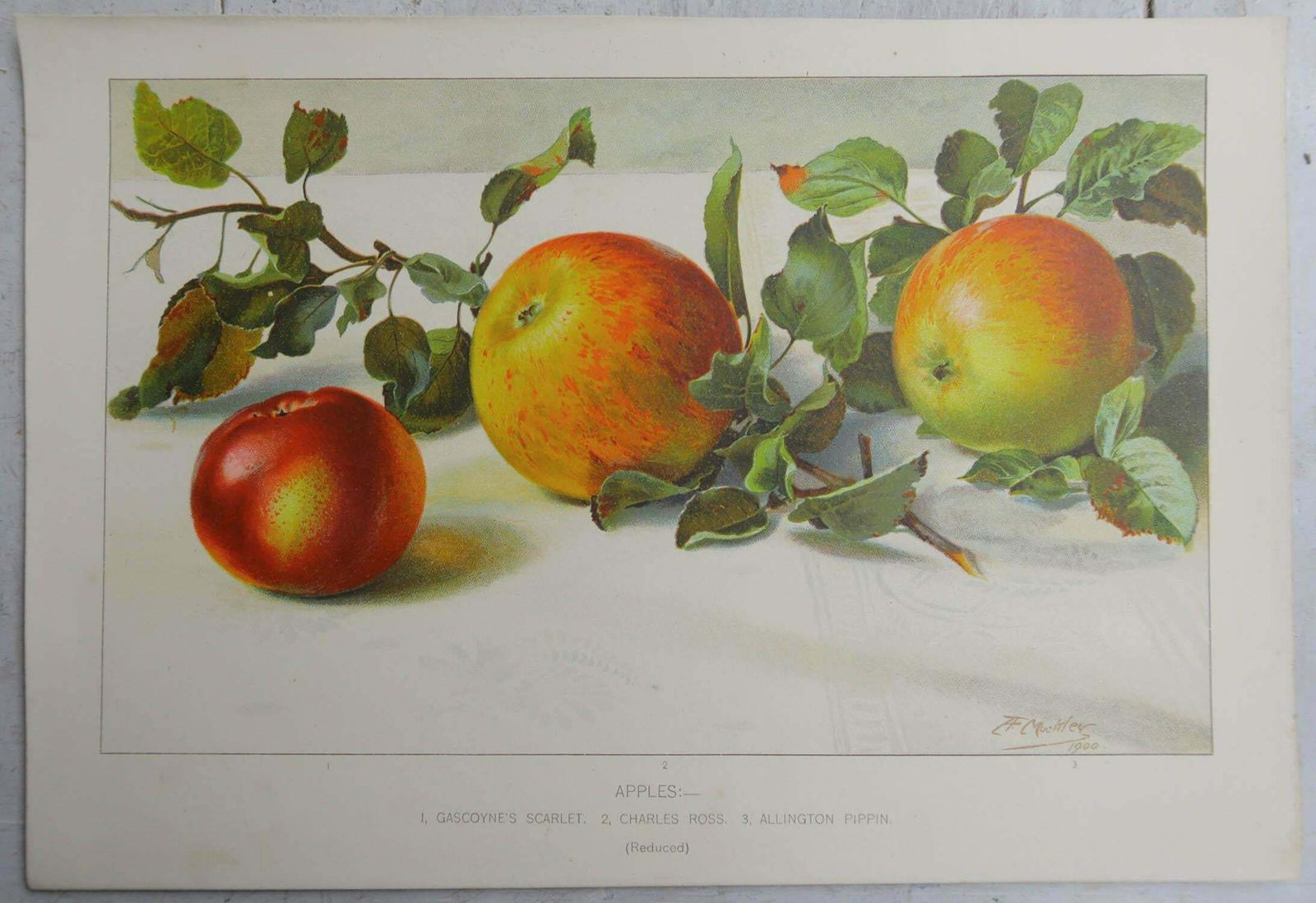 Pair Of Original Antique Fruit Prints   Apples And Pears, C. 1900 photo for sale