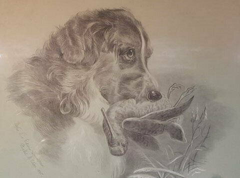 Pencil Study By Phyllis M. Wise   Dog With Snipe photo for sale