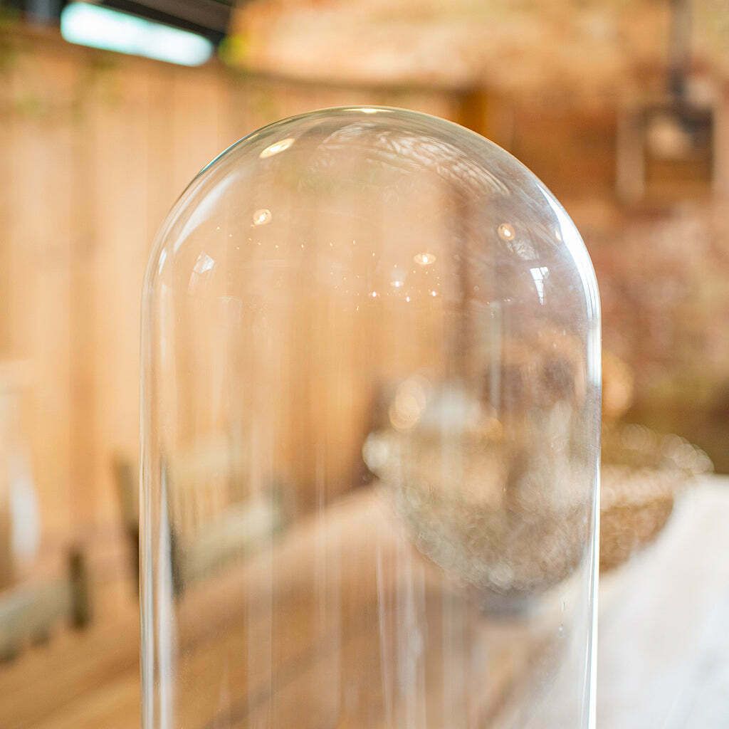Large Antique Specimen Display Dome, English Taxidermy Showcase, Victorian, 1870 photo buy