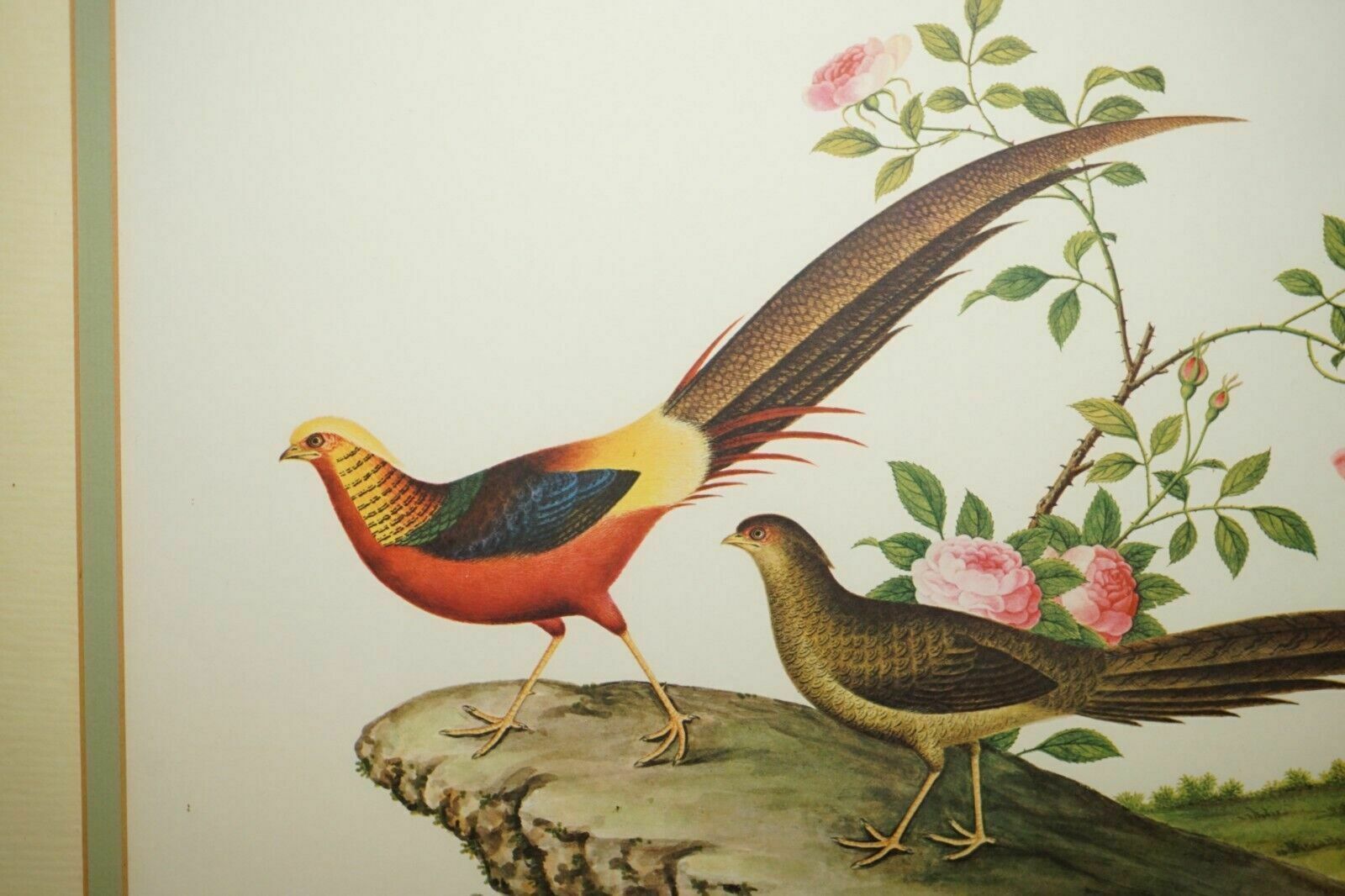 Five Chinese Ch'ien Lung Period 1736 1796 Watercolour Bird Piantings Framed photo Art