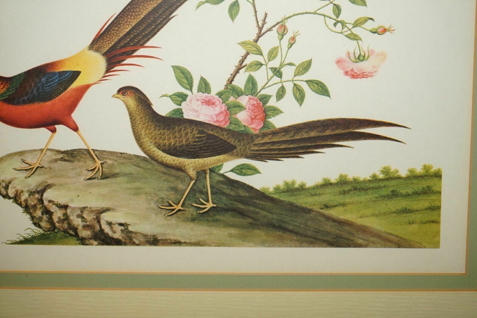 Five Chinese Ch'ien Lung Period 1736 1796 Watercolour Bird Piantings Framed photo 1750.0