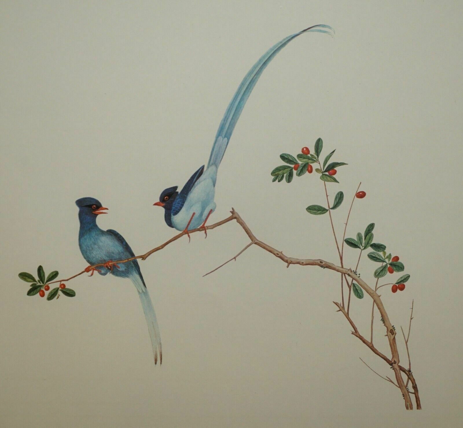 photo furniture Five Chinese Ch'ien Lung Period 1736 1796 Watercolour Bird Piantings Framed