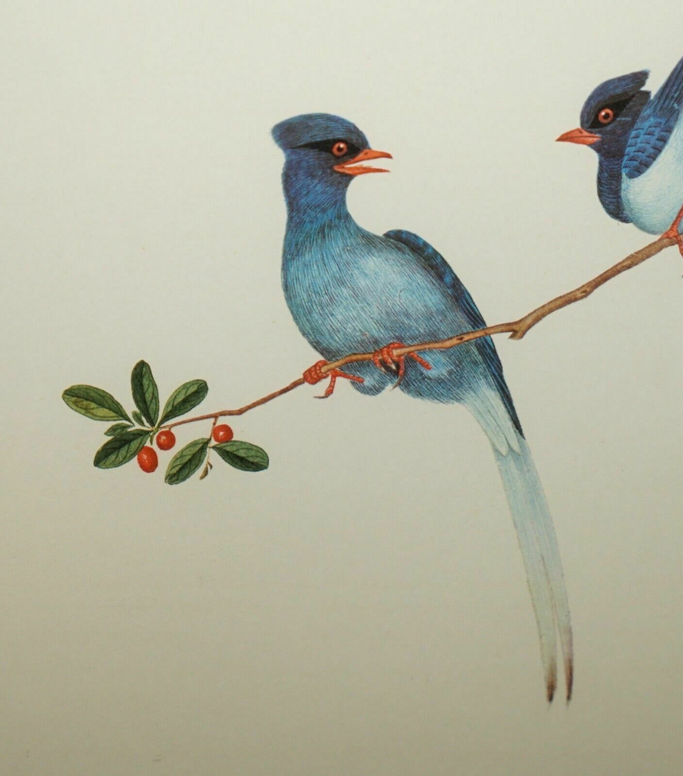 photo for sale Five Chinese Ch'ien Lung Period 1736 1796 Watercolour Bird Piantings Framed