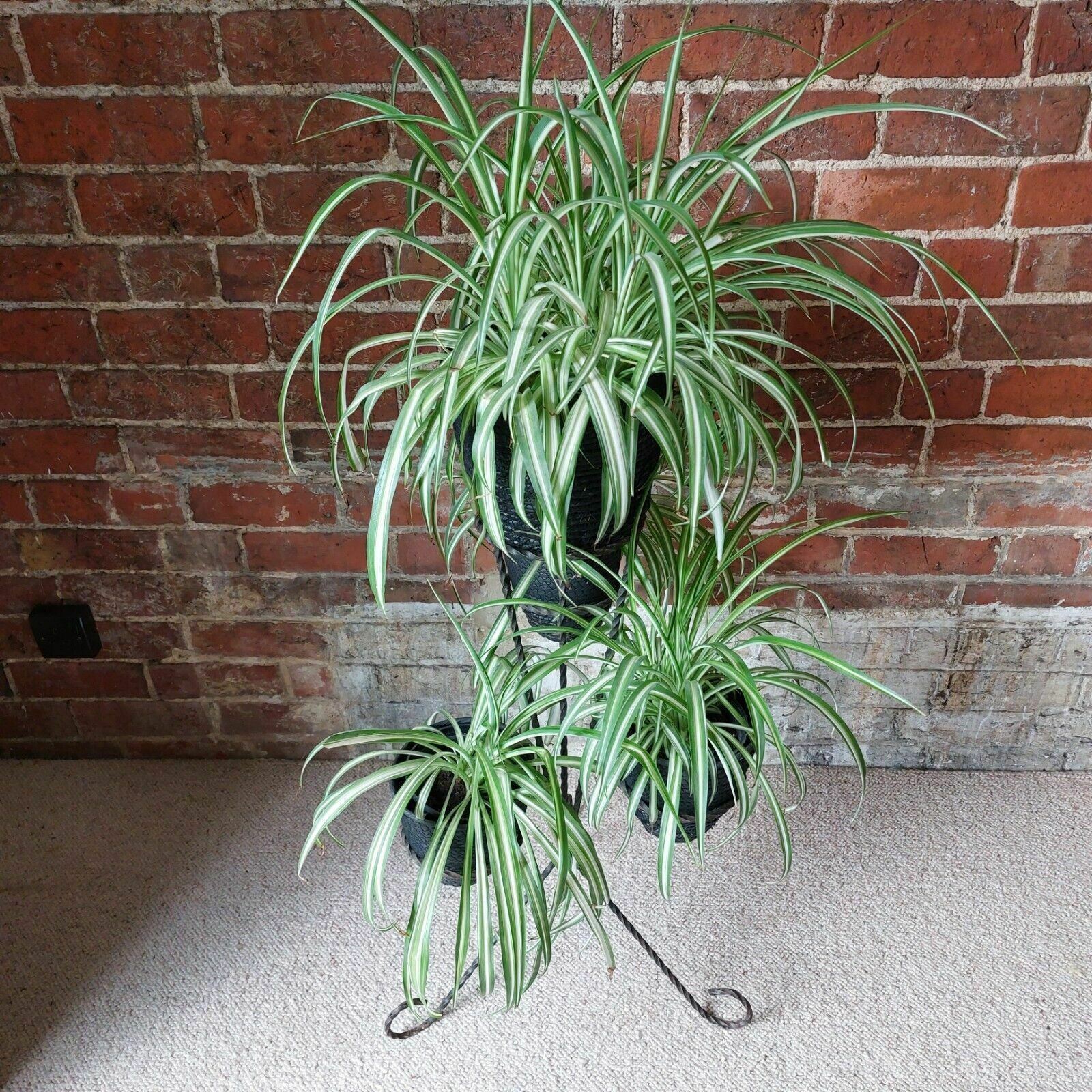 Fab Vintage Retro Mid Century 50s 60s French Wrought Iron Multi Pot Plant Stand photo furniture
