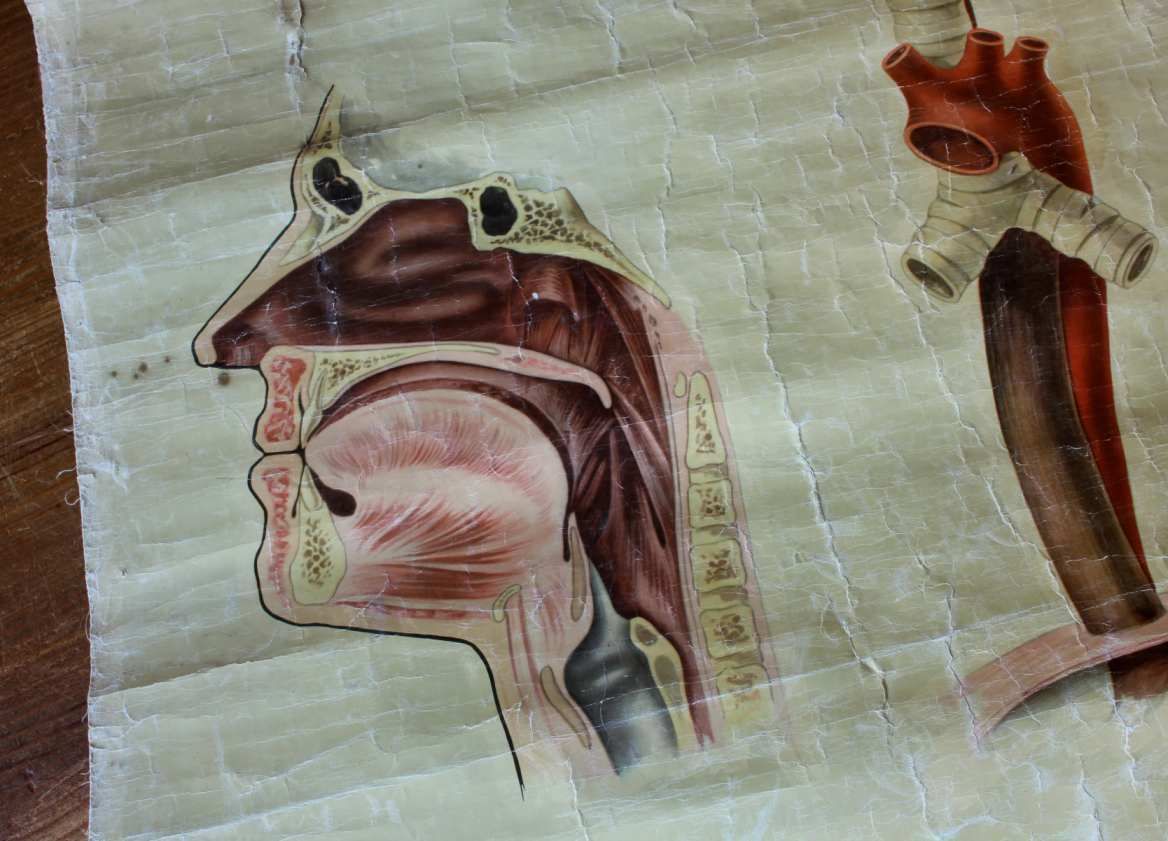 1940 Ears Nose Throat Human Anatomy St John Ambulance Wall Chart Poster. photo 180.0