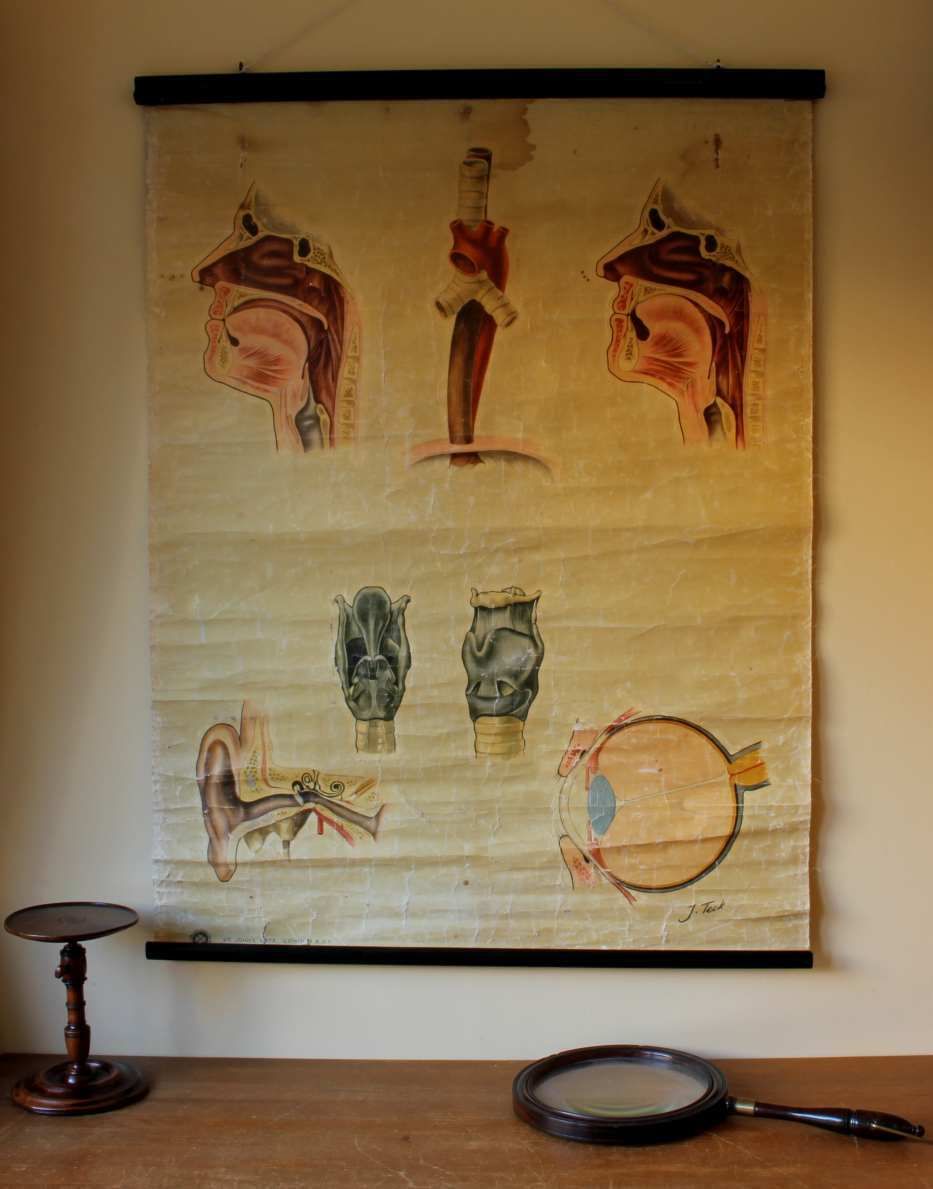 Art 1940 Ears Nose Throat Human Anatomy St John Ambulance Wall Chart Poster. photo