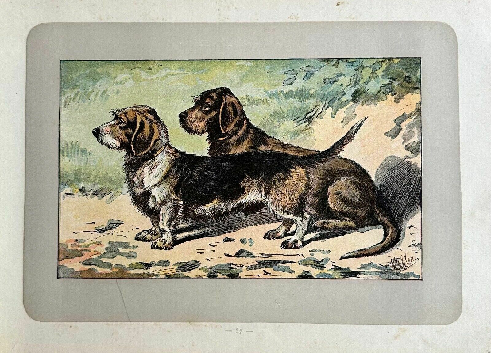 Antique 1907 Lithograph Colour Print P. Mahler Dog Breed Short Haired Dachshund