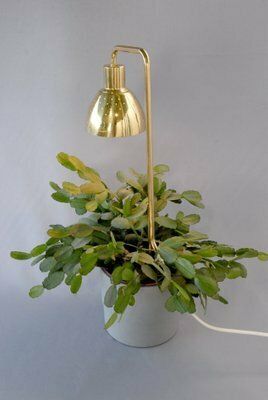 Model G98 Flower Lamp By Hans Agne Jakobsson For Haj Markaryd, 1960s photo for sale