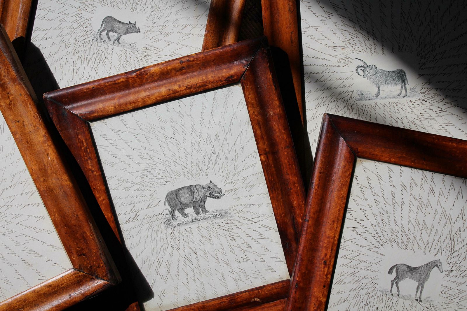 19th Century English Zoological Drawings Taxidermy Curio Folk Art photo furniture