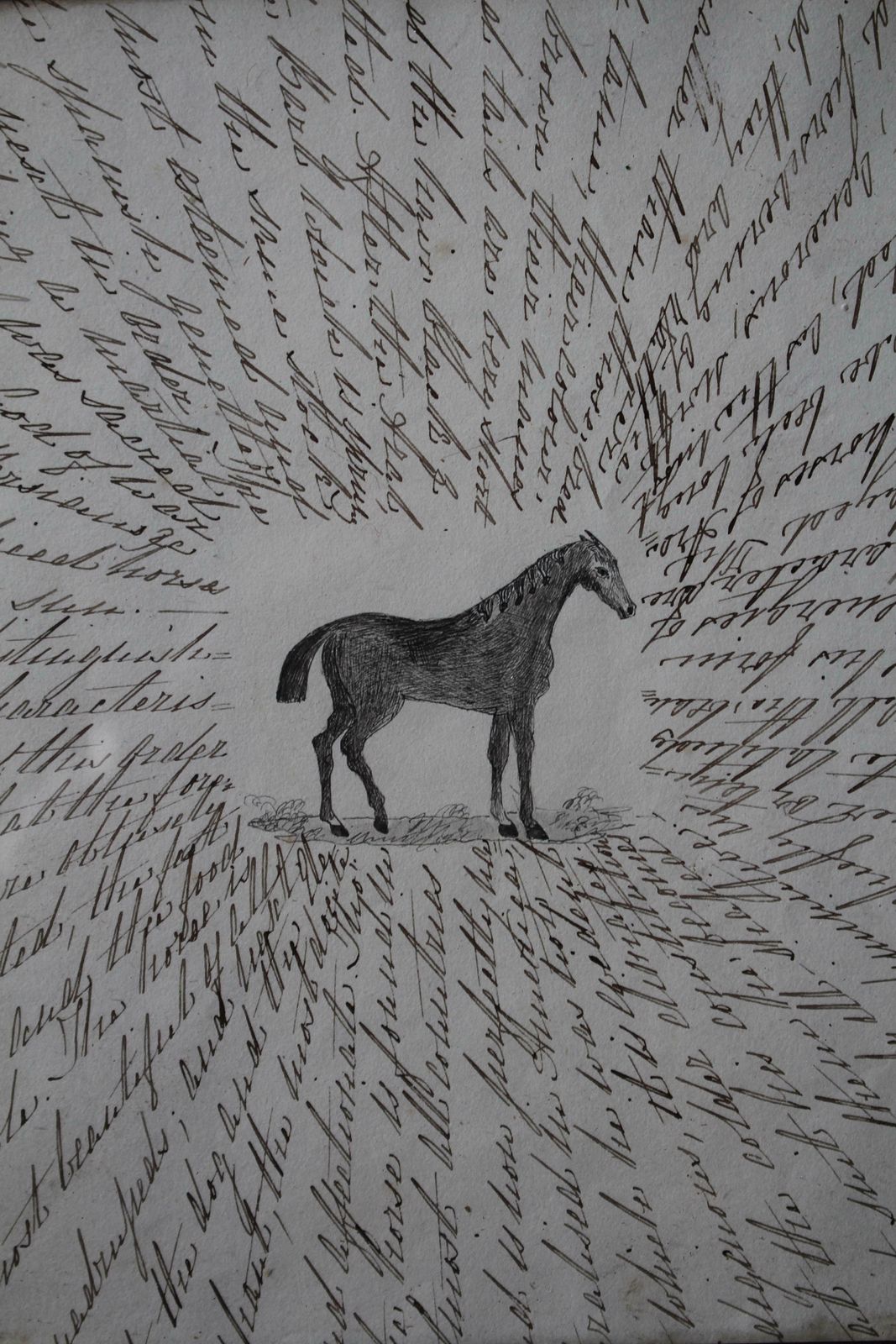 photo for sale 19th Century English Zoological Drawings Taxidermy Curio Folk Art