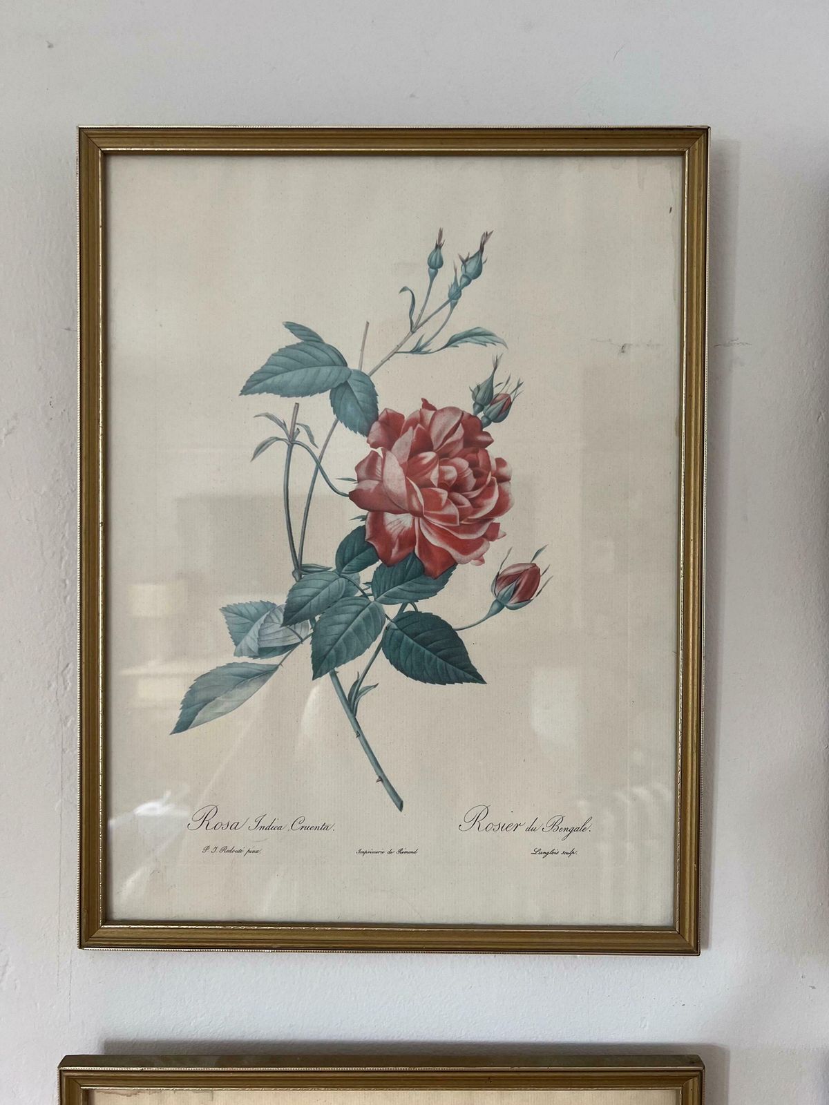 Vintage Set Of Botanical Painting photo vinterior
