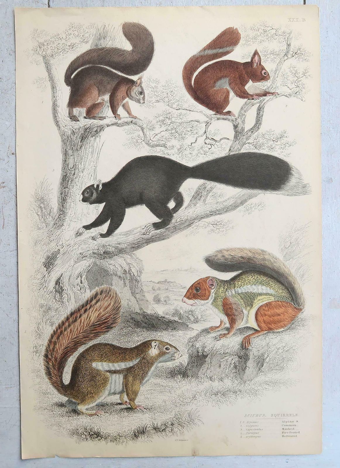 Set Of 15 Large Original Antique Animal Prints, 1830s photo for sale