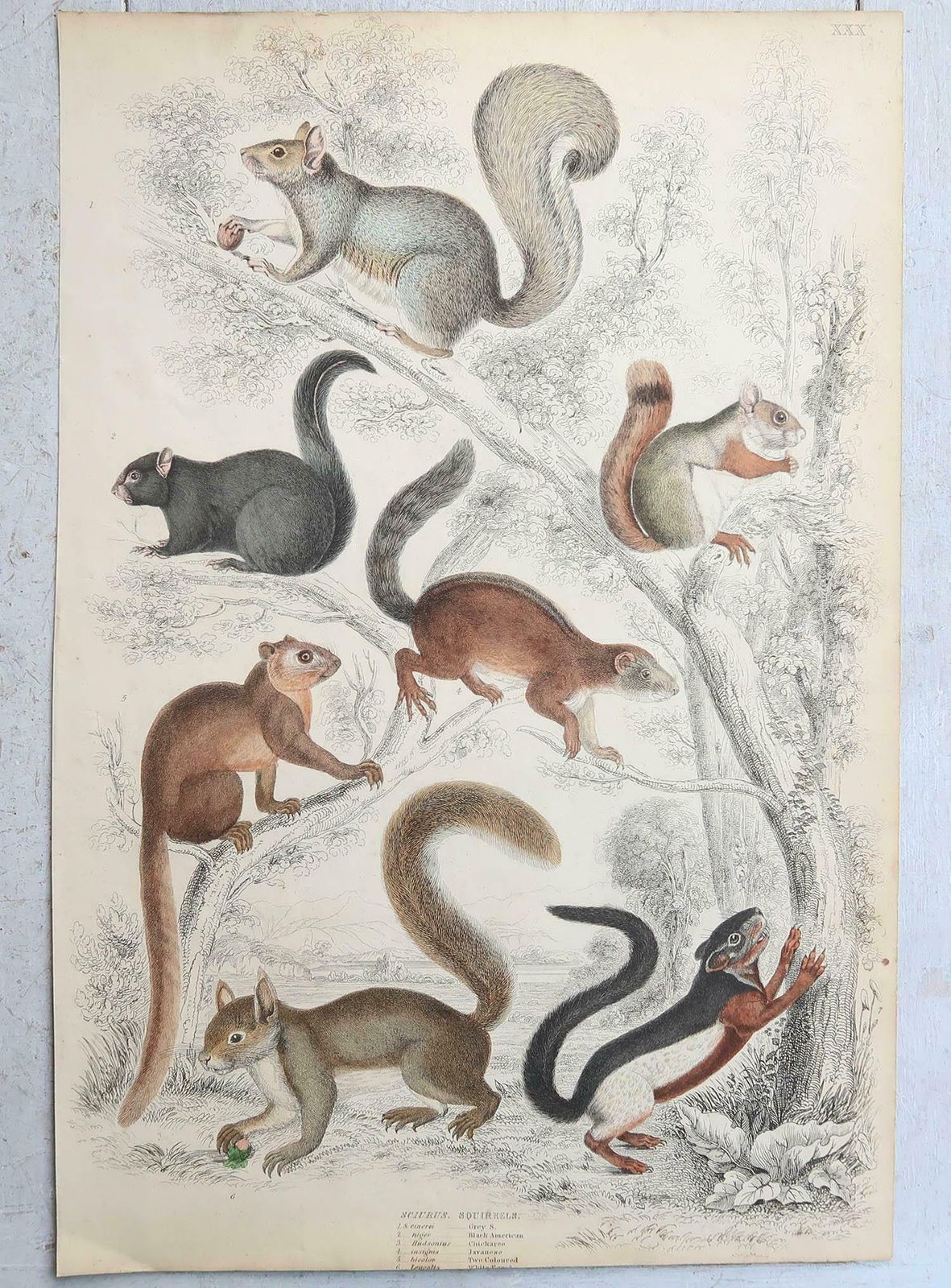 photo furniture Set Of 15 Large Original Antique Animal Prints, 1830s