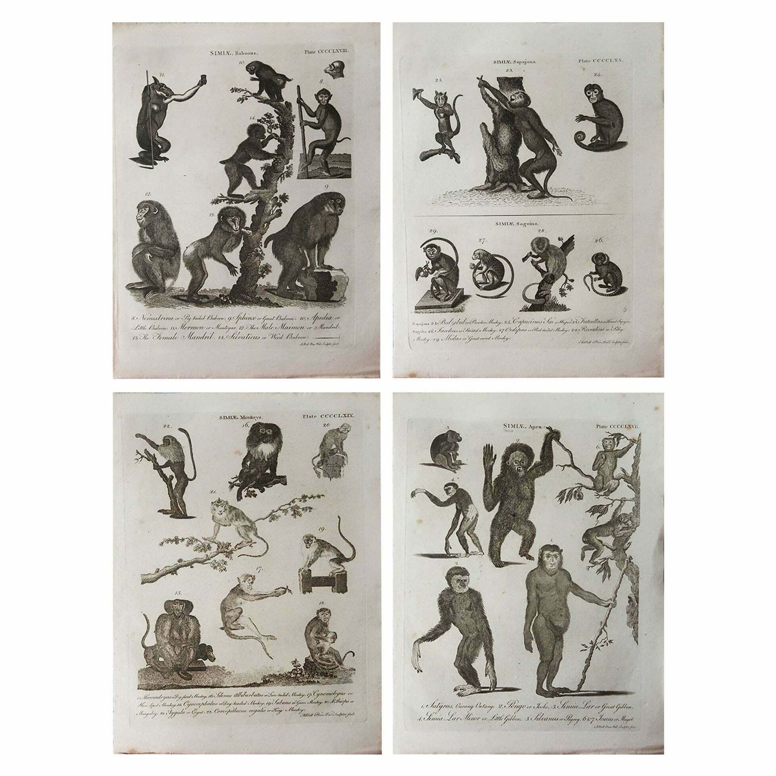 Set Of 4 Original Antique Prints Of Monkeys, Circa 1790