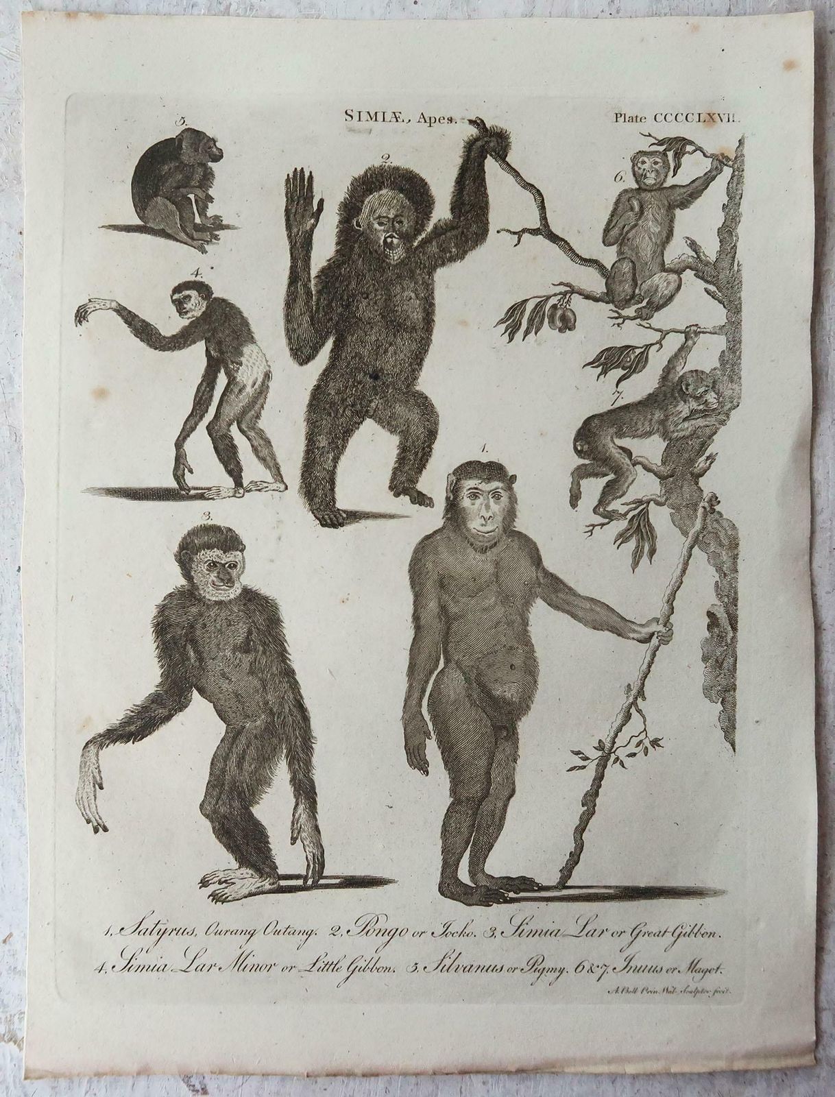 Set Of 4 Original Antique Prints Of Monkeys, Circa 1790 photo furniture