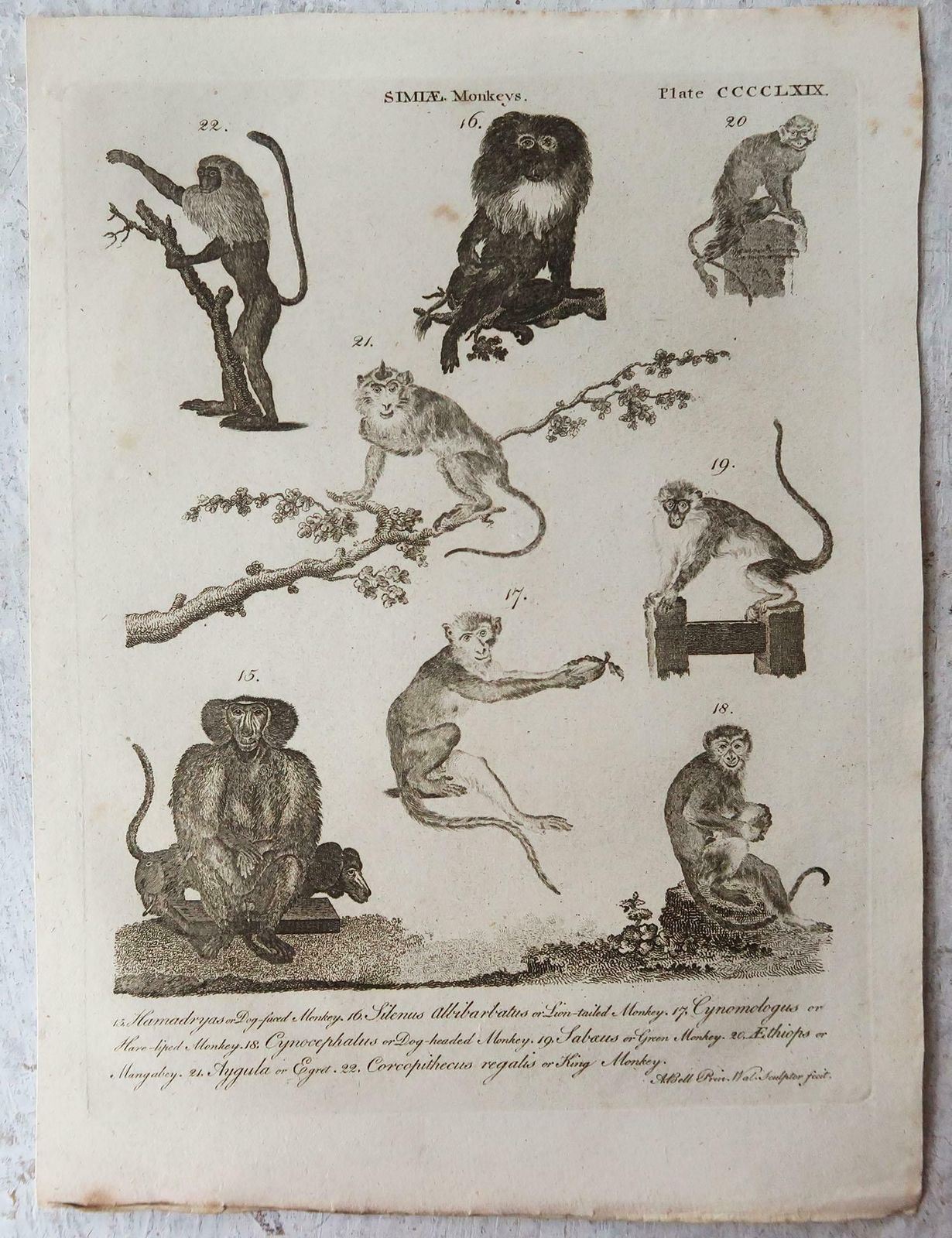 Set Of 4 Original Antique Prints Of Monkeys, Circa 1790 photo for sale