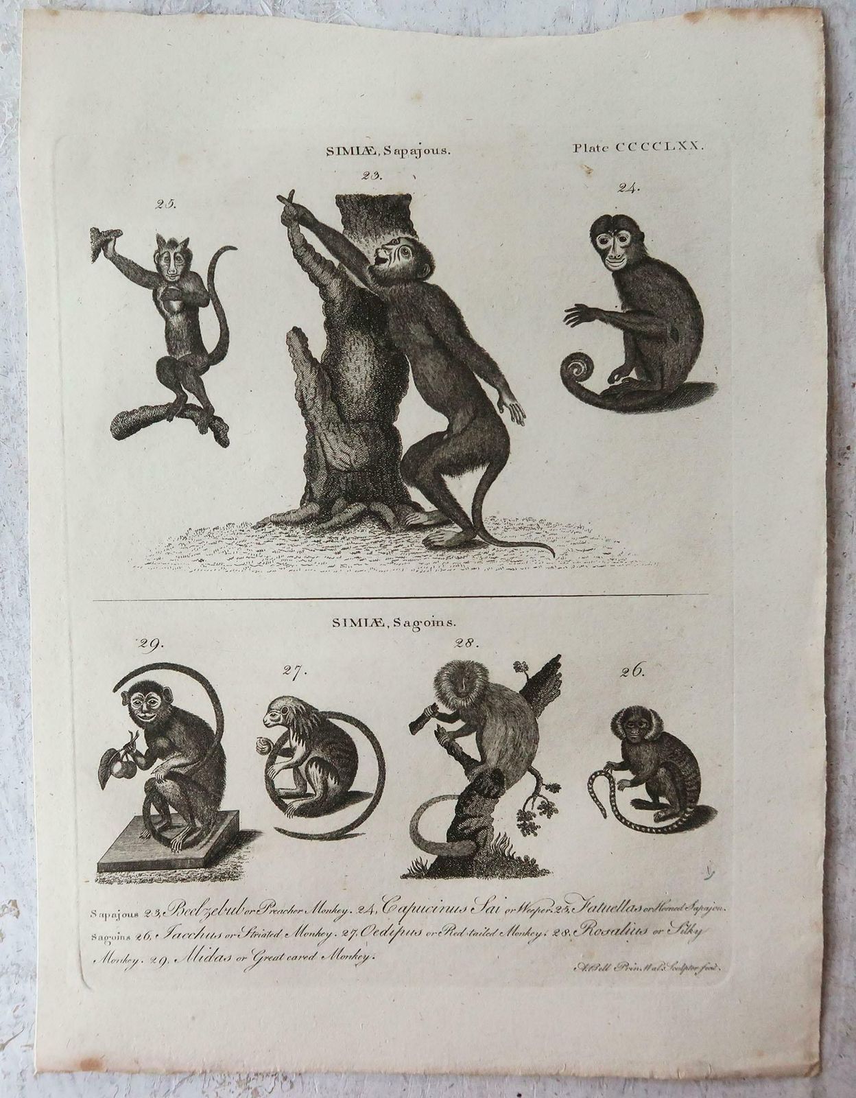 Set Of 4 Original Antique Prints Of Monkeys, Circa 1790 photo Art