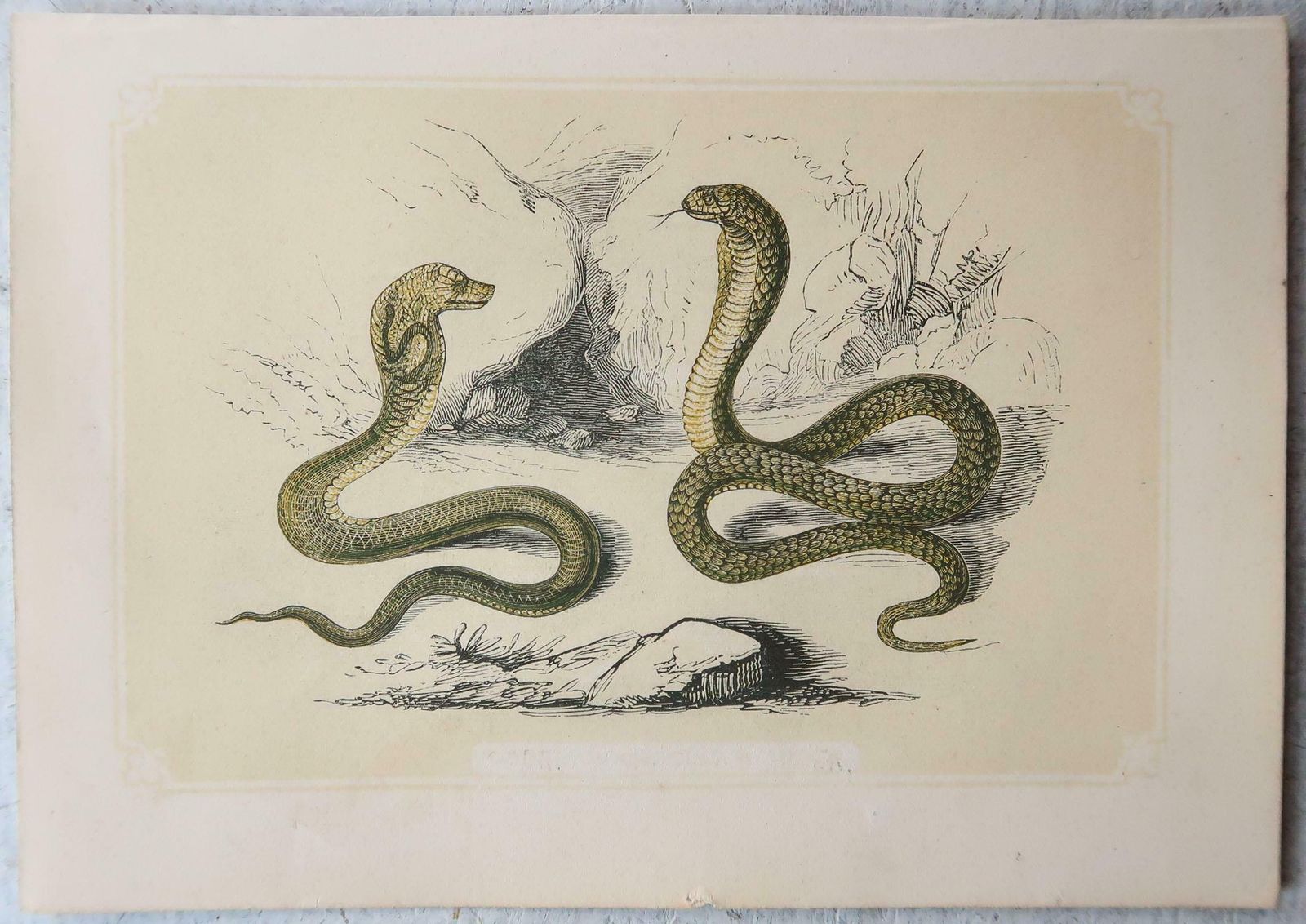 Set Of 6 Original Antique Reptile Prints, Tallis, Circa 1850 photo 90.0