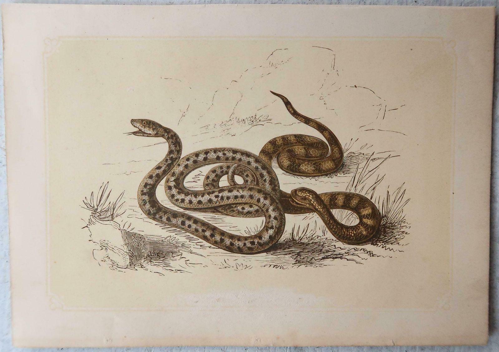 Set Of 6 Original Antique Reptile Prints, Tallis, Circa 1850 photo vinterior