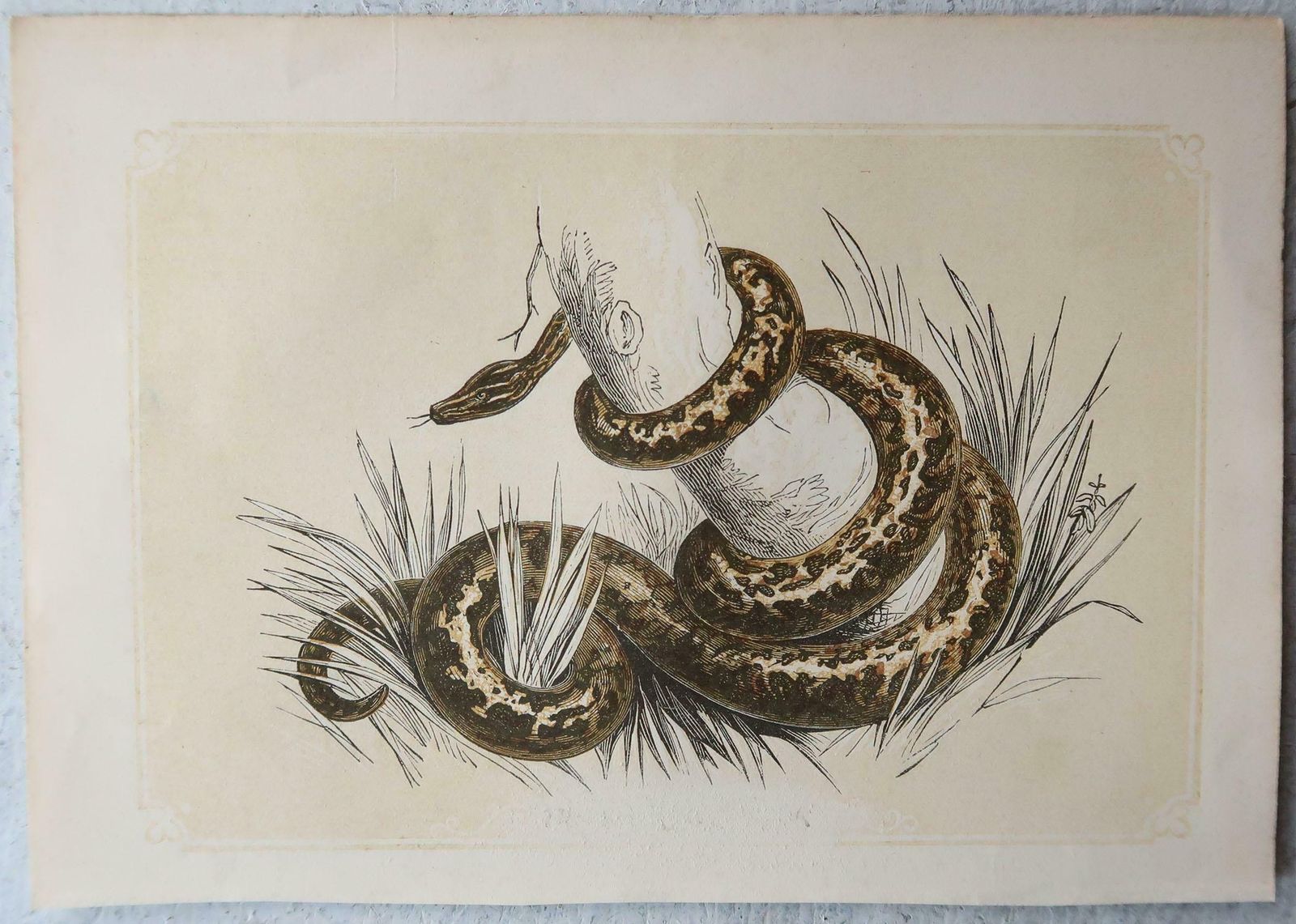 Set Of 6 Original Antique Reptile Prints, Tallis, Circa 1850 photo buy