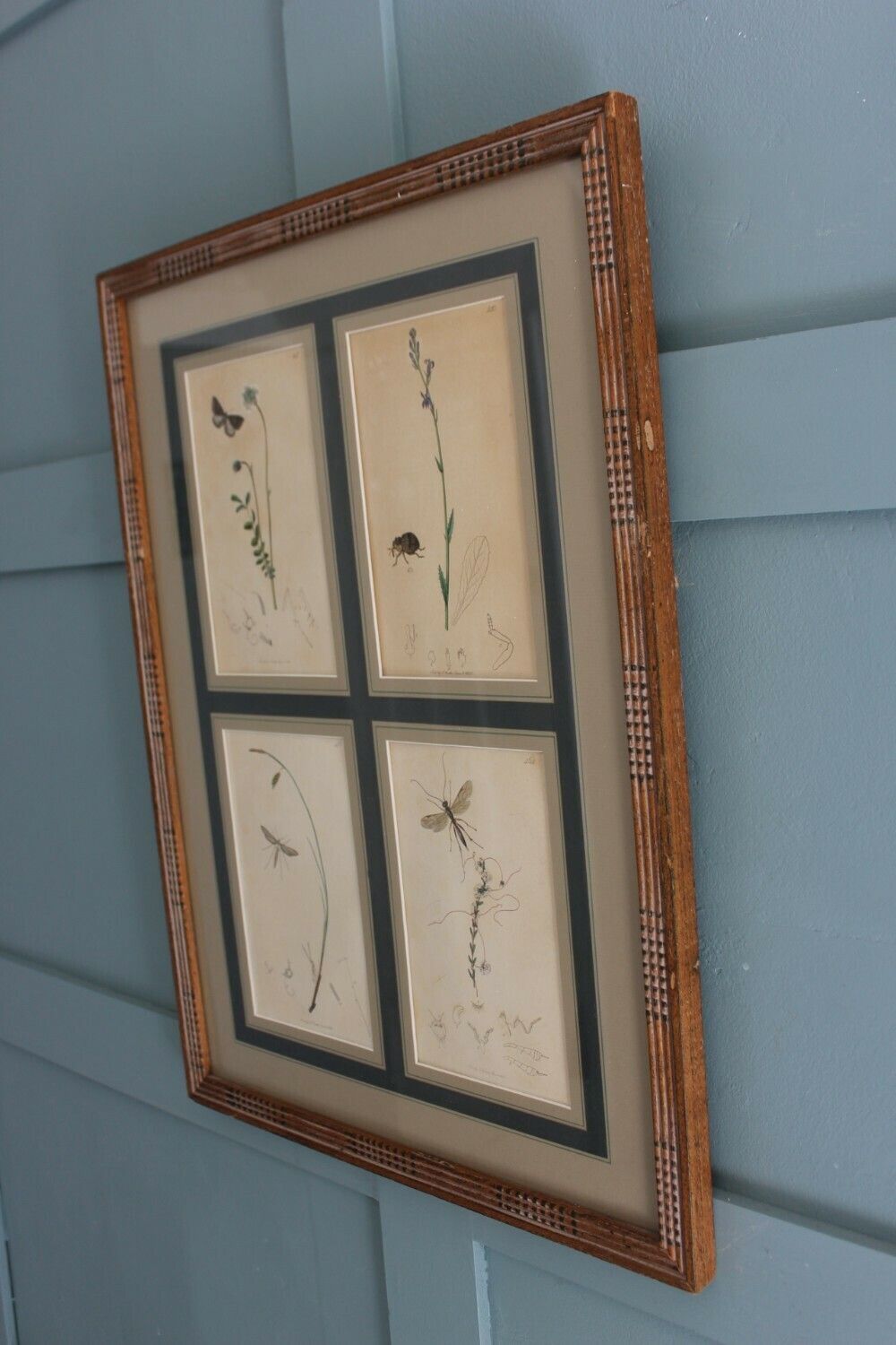 19th Century Set Of 4 Engravings Botanicals With Insects And Plants By John Curtis photo furniture