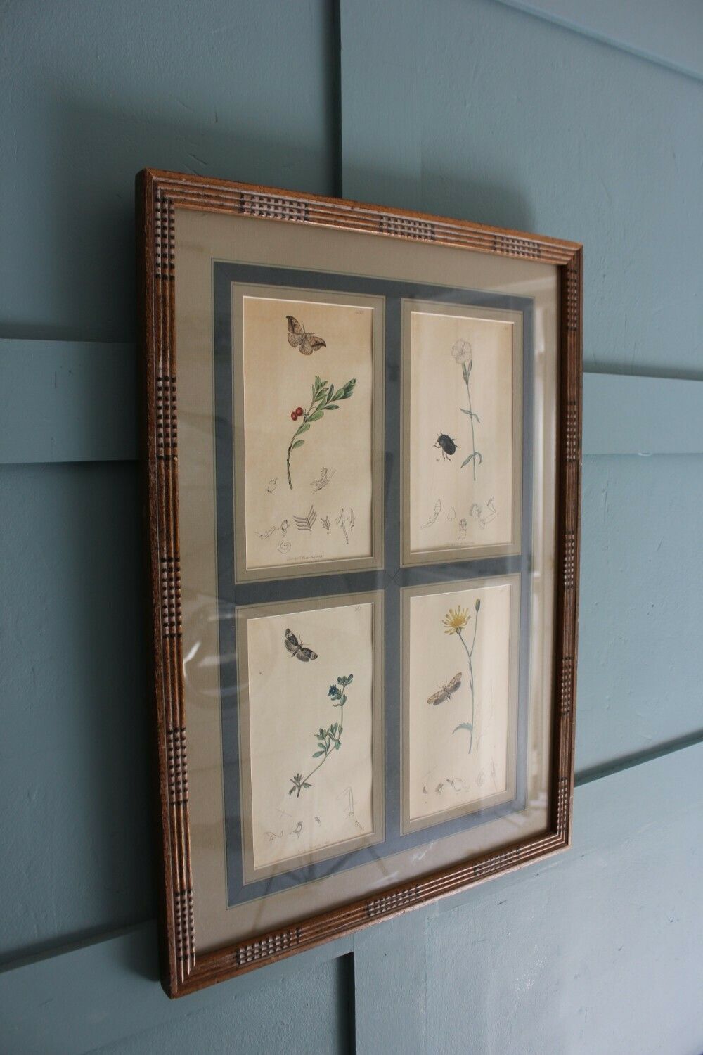 19th Century Set Of 4 Engravings Botanicals With Insects And Plants By John Curtis photo for sale