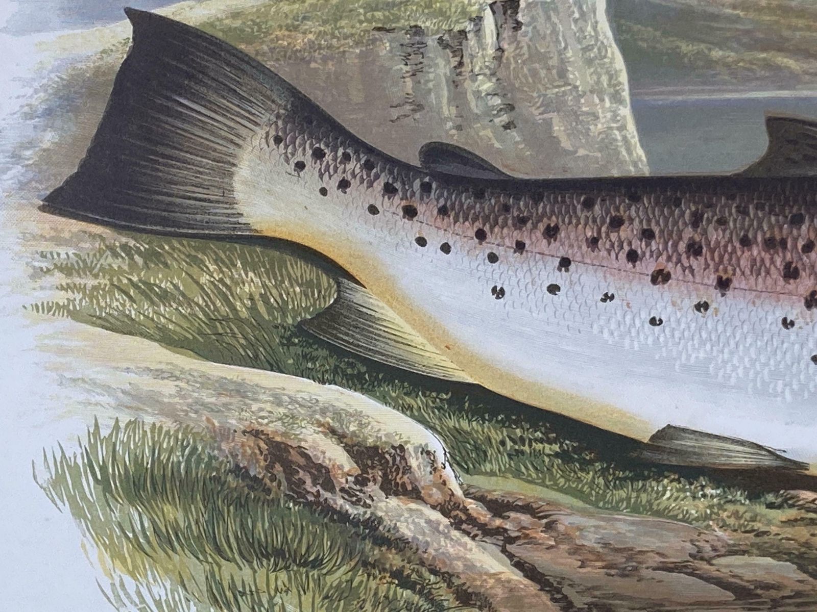 145 Year Old Antique Chromolithograph “Great Lake Trout” By Alexander Francis Lydon (1879) photo vinterior