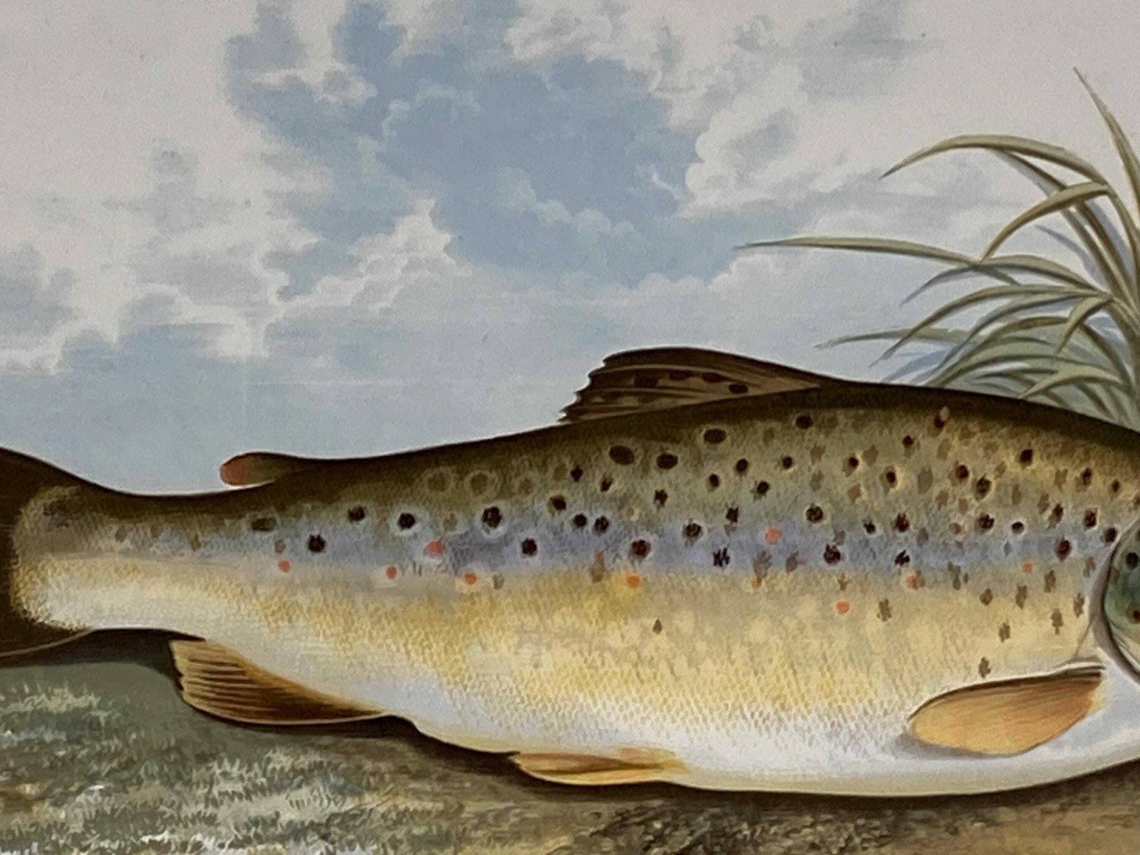145 Year Old Antique Chromolithograph “Common Trout” By Alexander Francis Lydon (1879) photo Art