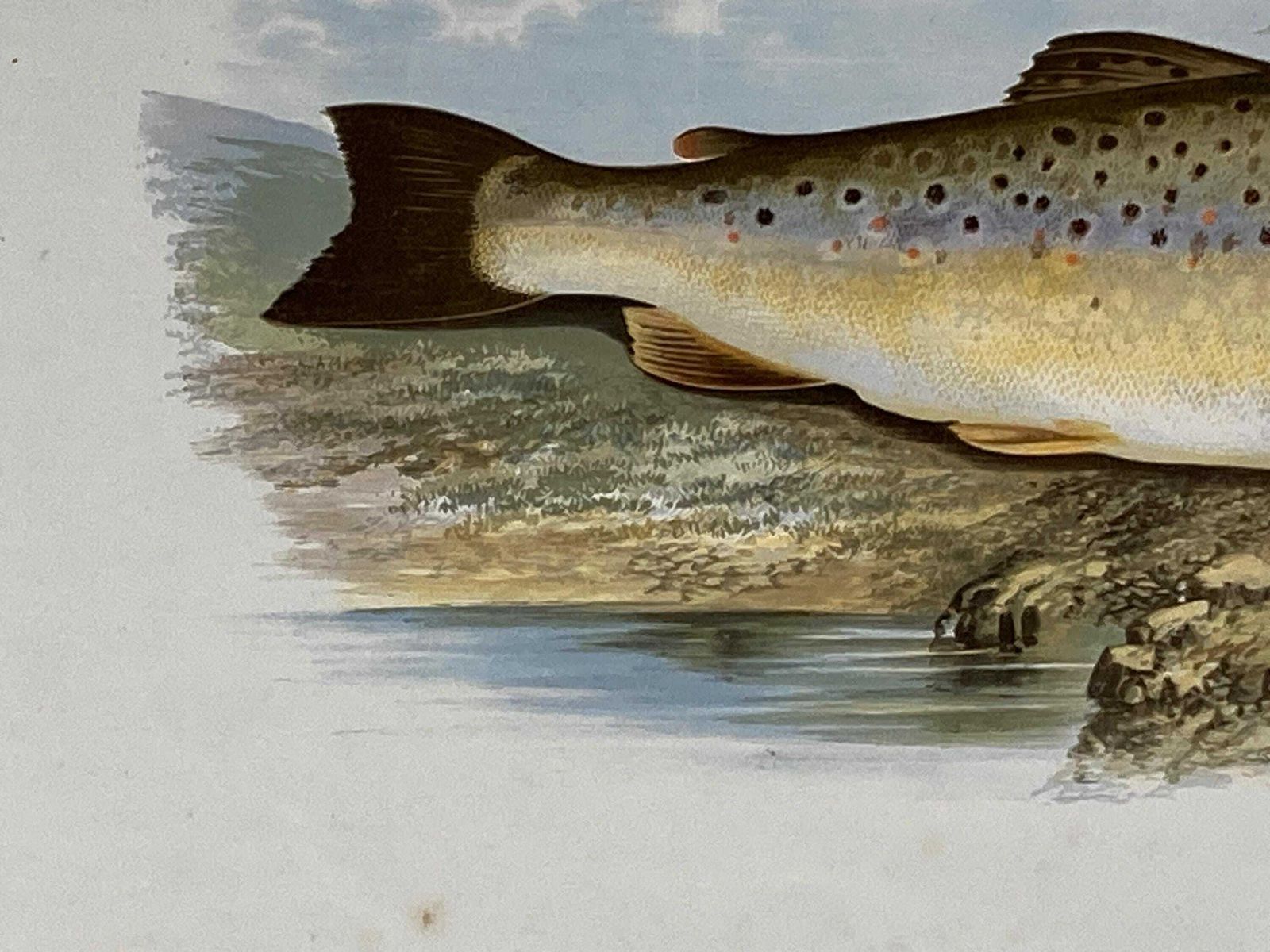 145 Year Old Antique Chromolithograph “Common Trout” By Alexander Francis Lydon (1879) photo 85.0
