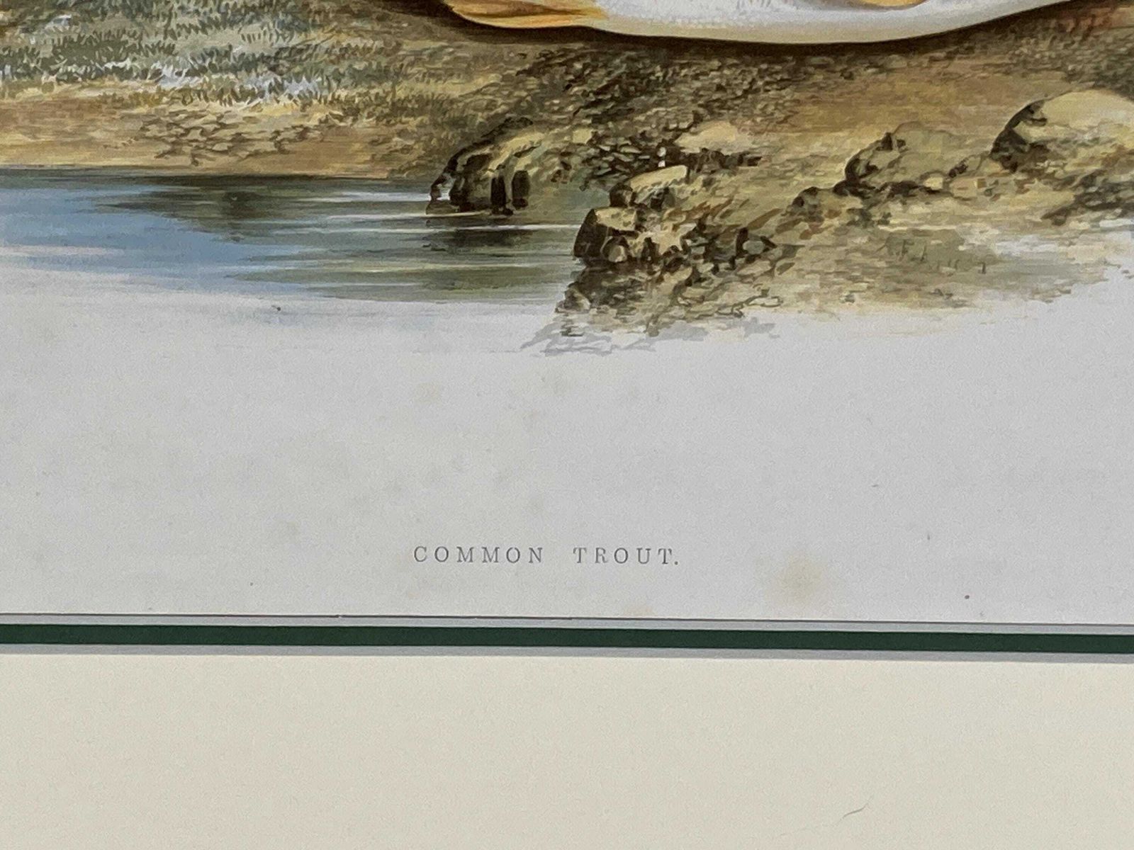 145 Year Old Antique Chromolithograph “Common Trout” By Alexander Francis Lydon (1879) photo vinterior