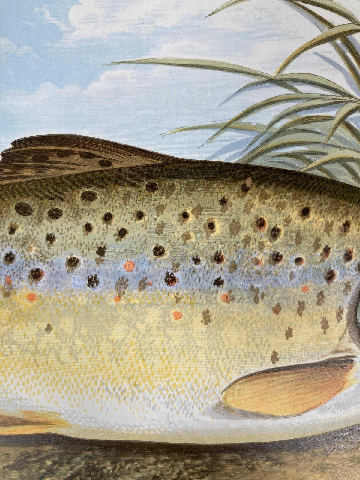 145 Year Old Antique Chromolithograph “Common Trout” By Alexander Francis Lydon (1879) photo vintage