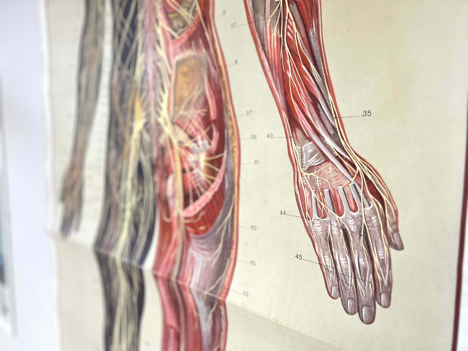 Deutsches Hygiene Museum, Life Size Nervous System Anatomical Poster photo Art