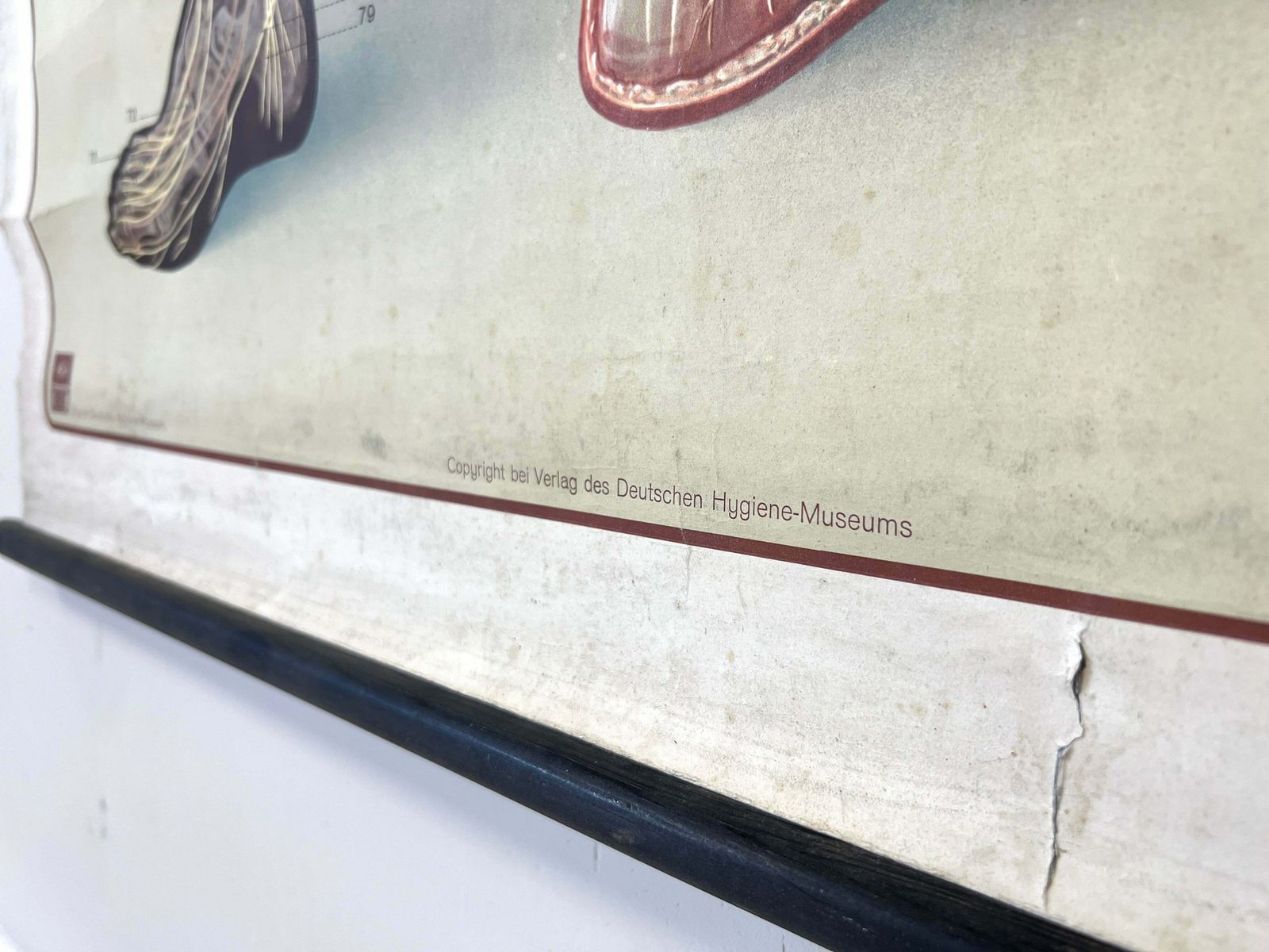 Deutsches Hygiene Museum, Life Size Nervous System Anatomical Poster photo vinterior