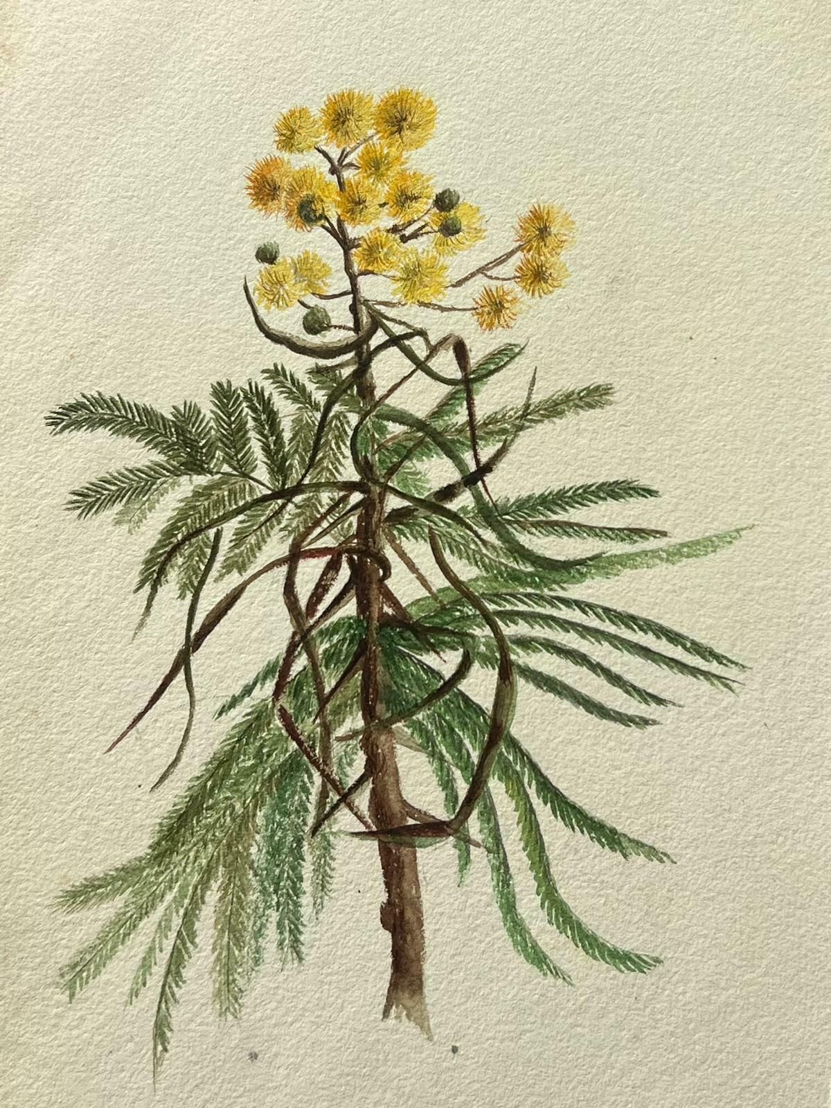 Caroline Worsleyfine Antique British Botanical Painting Yellow Acacia Dealbata Flowerc.1900's photo for sale
