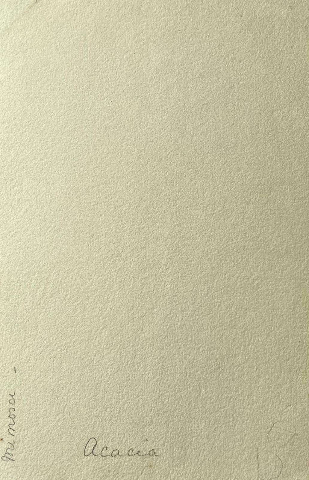 Caroline Worsleyfine Antique British Botanical Painting Yellow Acacia Dealbata Flowerc.1900's photo Art