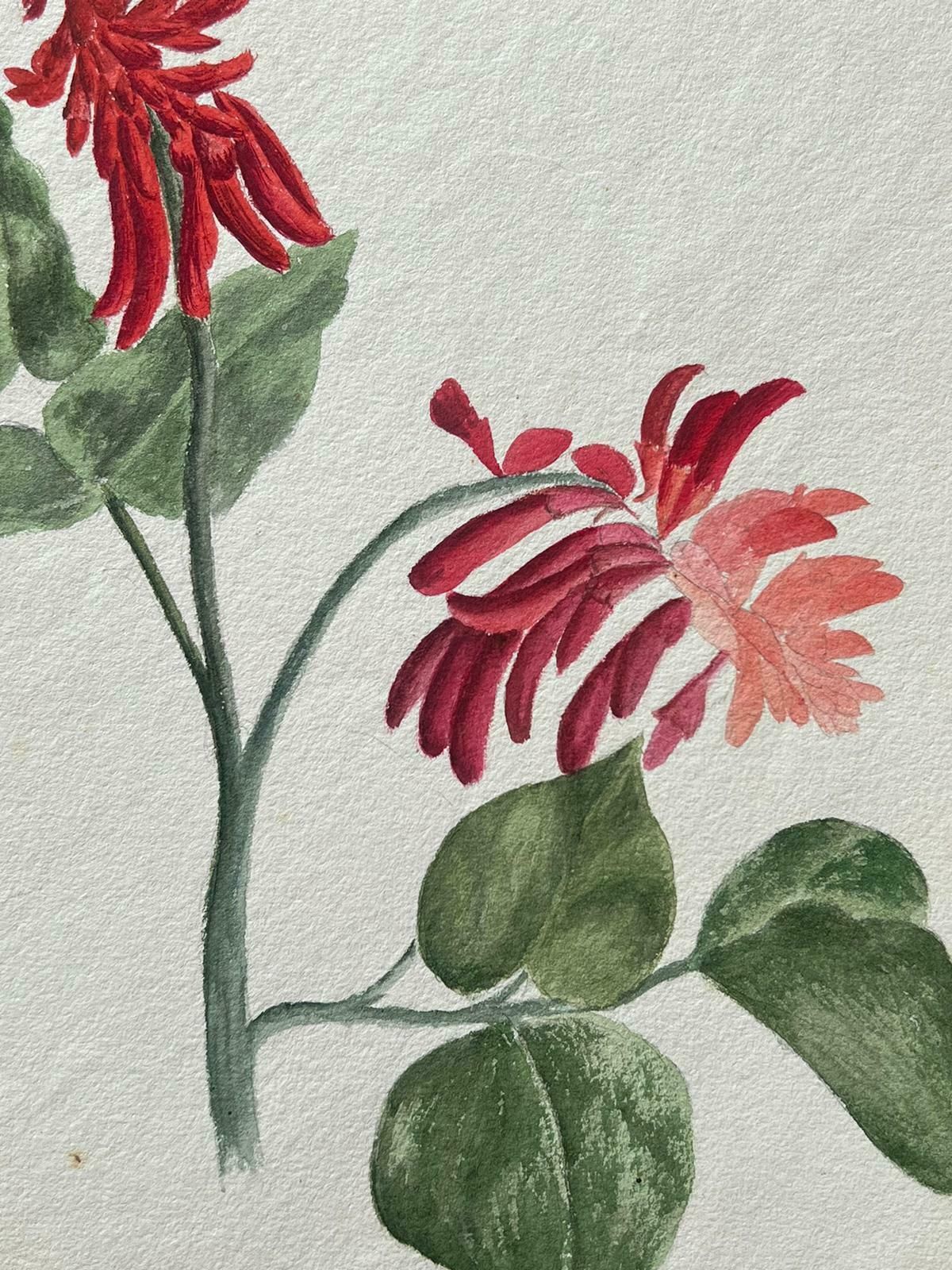 Caroline Worsleyfine Antique British Botanical Painting Red Erythrina Flowerc.1900's photo for sale