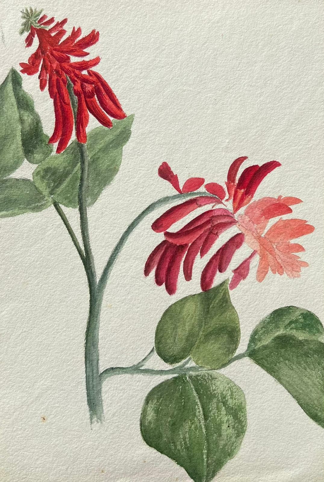 Caroline Worsleyfine Antique British Botanical Painting Red Erythrina Flowerc.1900's photo Art