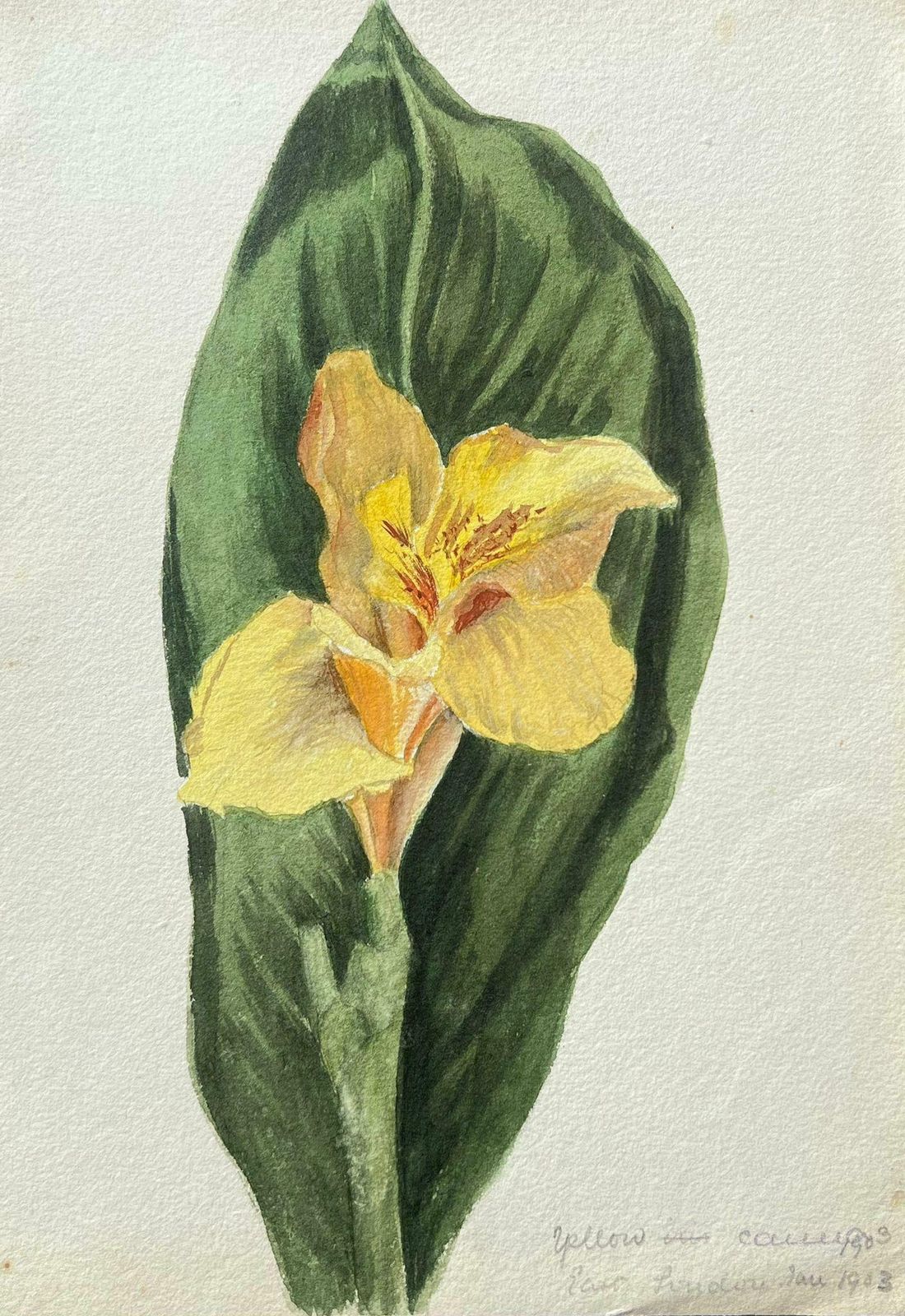 Caroline Worsleyfine Antique British Botanical Painting Single Daffodilc.1900's
