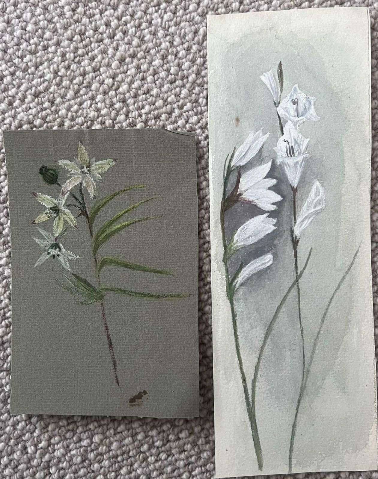 Caroline Worsleyset Of Two Fine Antique British Botanical Paintings White Flower Sketchesc.1900's