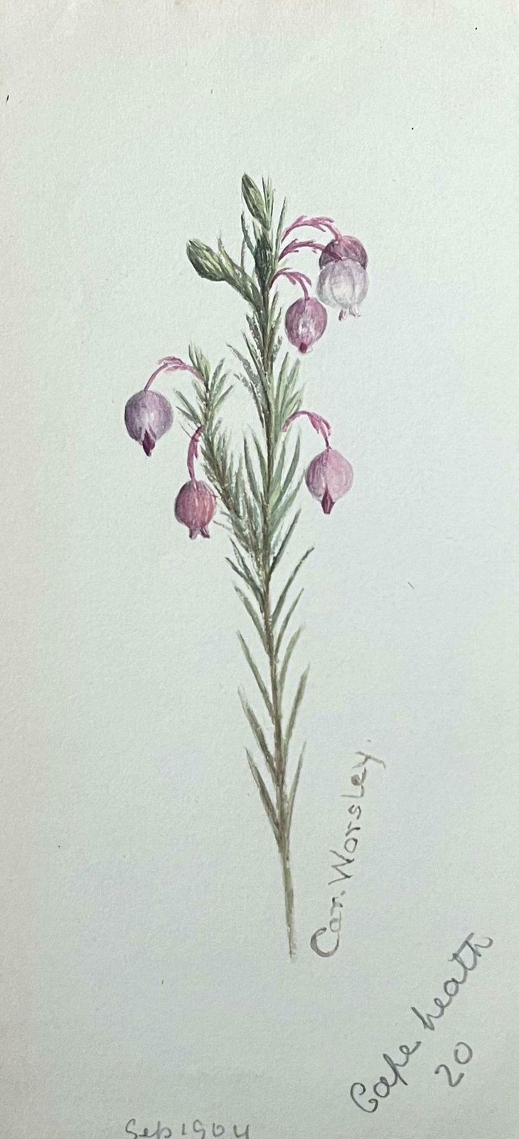 Caroline Worsleyfine Antique British Botanical Painting Pink Ball Stem Plantc.1900's