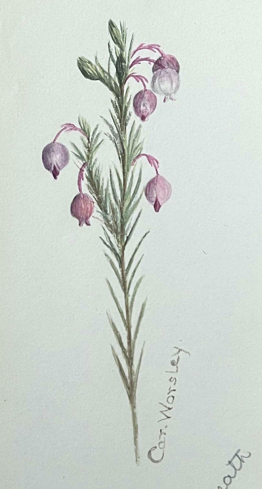 Caroline Worsleyfine Antique British Botanical Painting Pink Ball Stem Plantc.1900's photo furniture