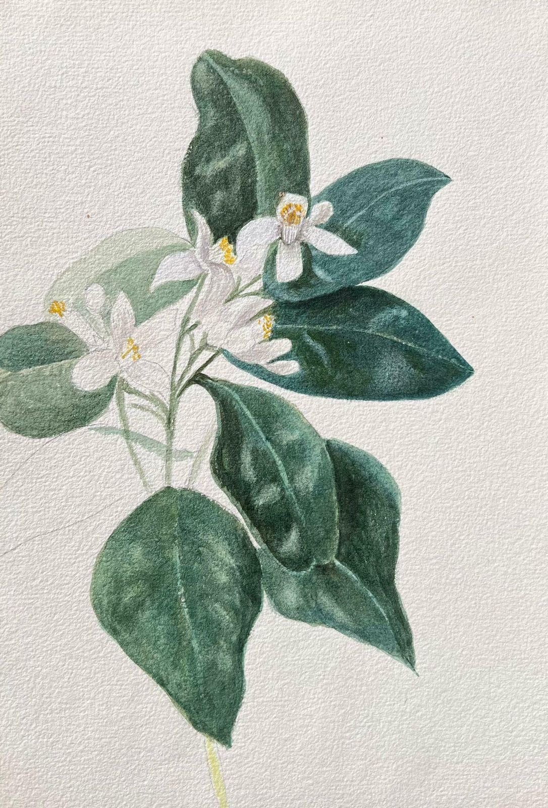 Caroline Worsleyfine Antique British Botanical Painting Orange Blossom C.1900's