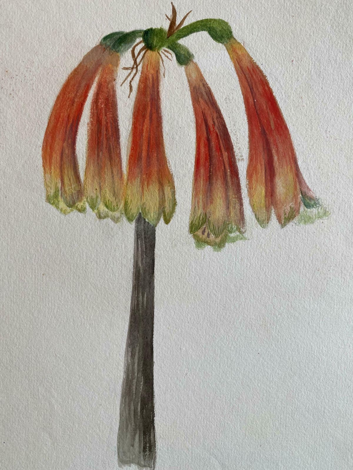Caroline Worsleyfine Antique British Botannical Watercolour Painting, Circa 1900's C.1900's
