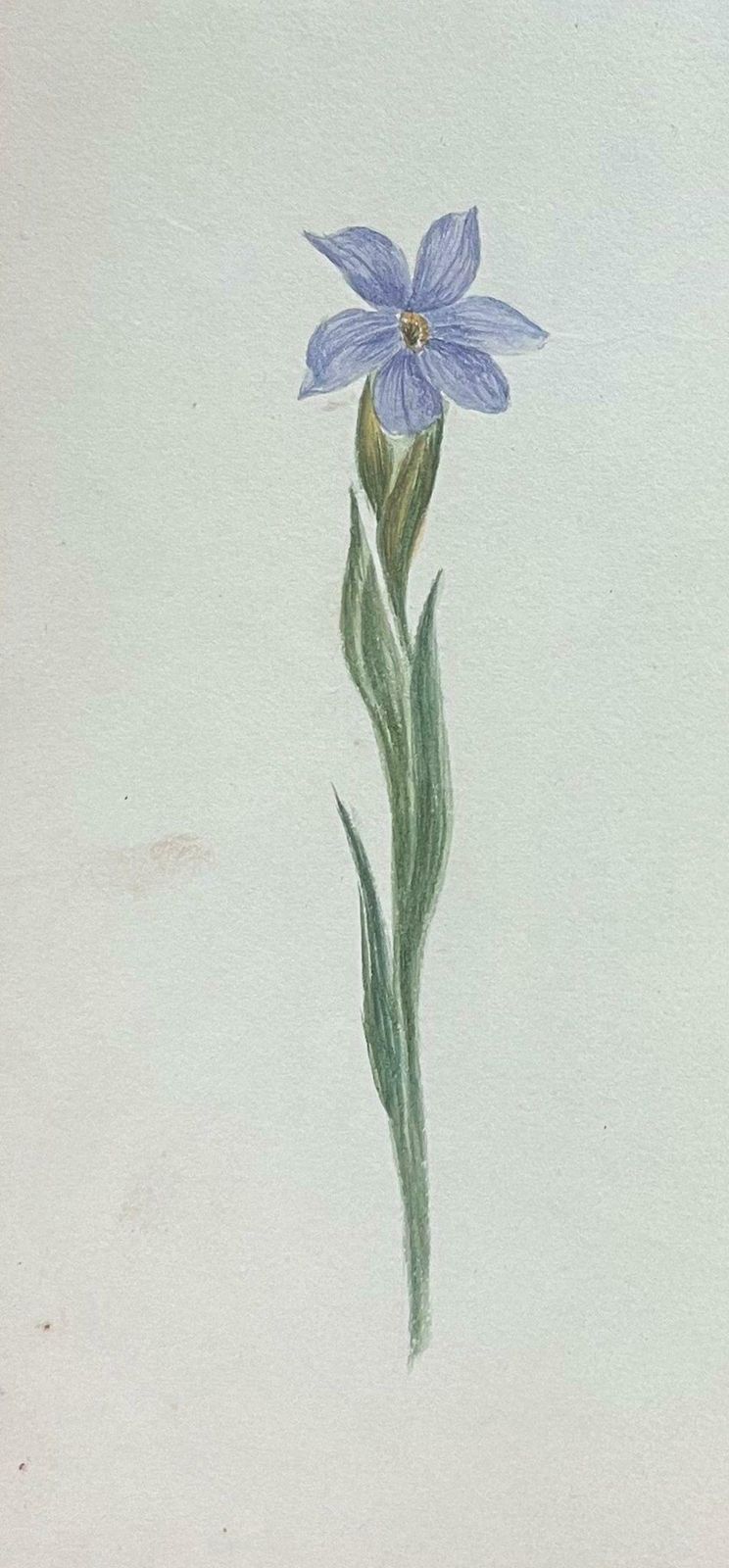 Caroline Worsleyset Of Two Fine Antique British Botanical Paintings Purple Flower Sketchc.1900's photo for sale