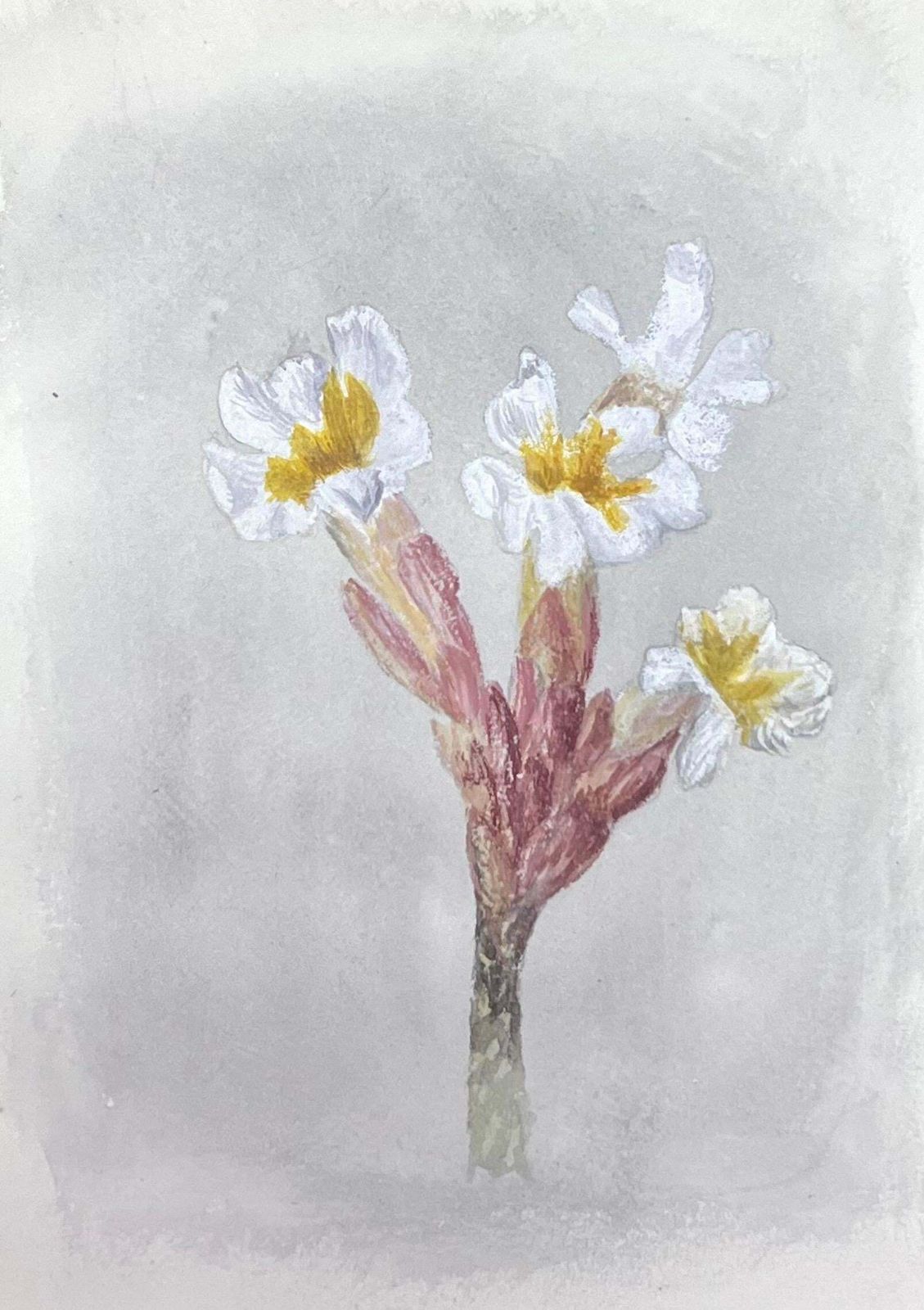 Caroline Worsleyfine Antique British Botanical Watercolour Painting Narcissus Flowerc.1900's