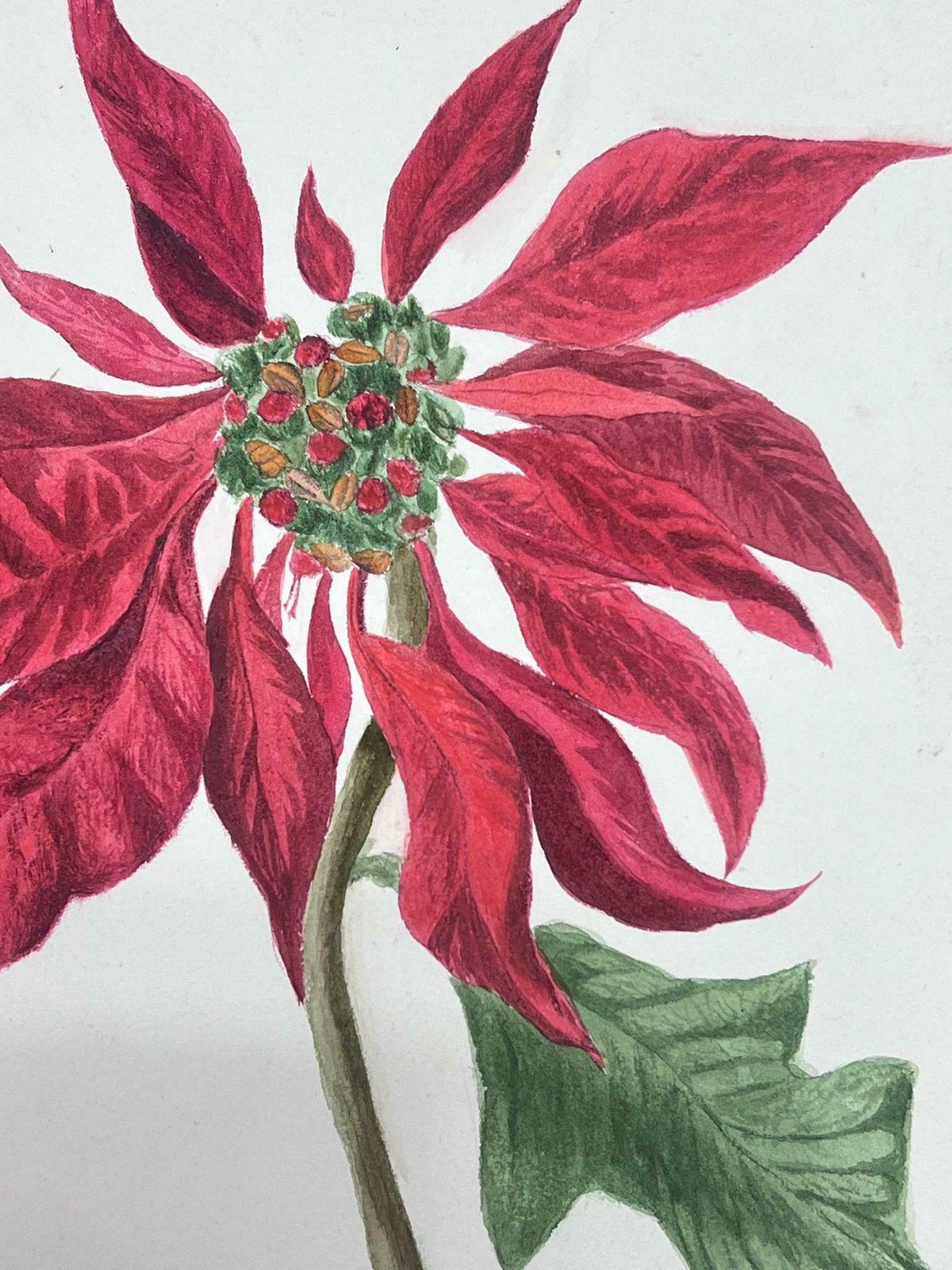 Caroline Worsleyfine Antique British Botanical Watercolour Painting Red Poinsettia Plantc.1900's photo furniture