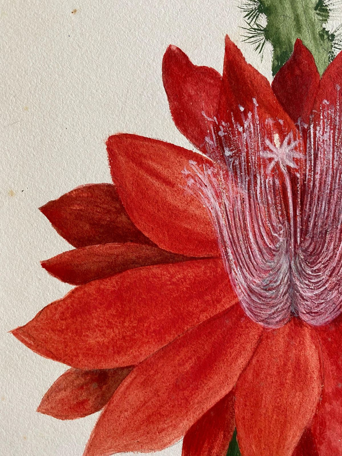 Caroline Worsleyfine Antique British Botannical Watercolour Painting, Circa 1900's Red Flowerc.1900's photo for sale