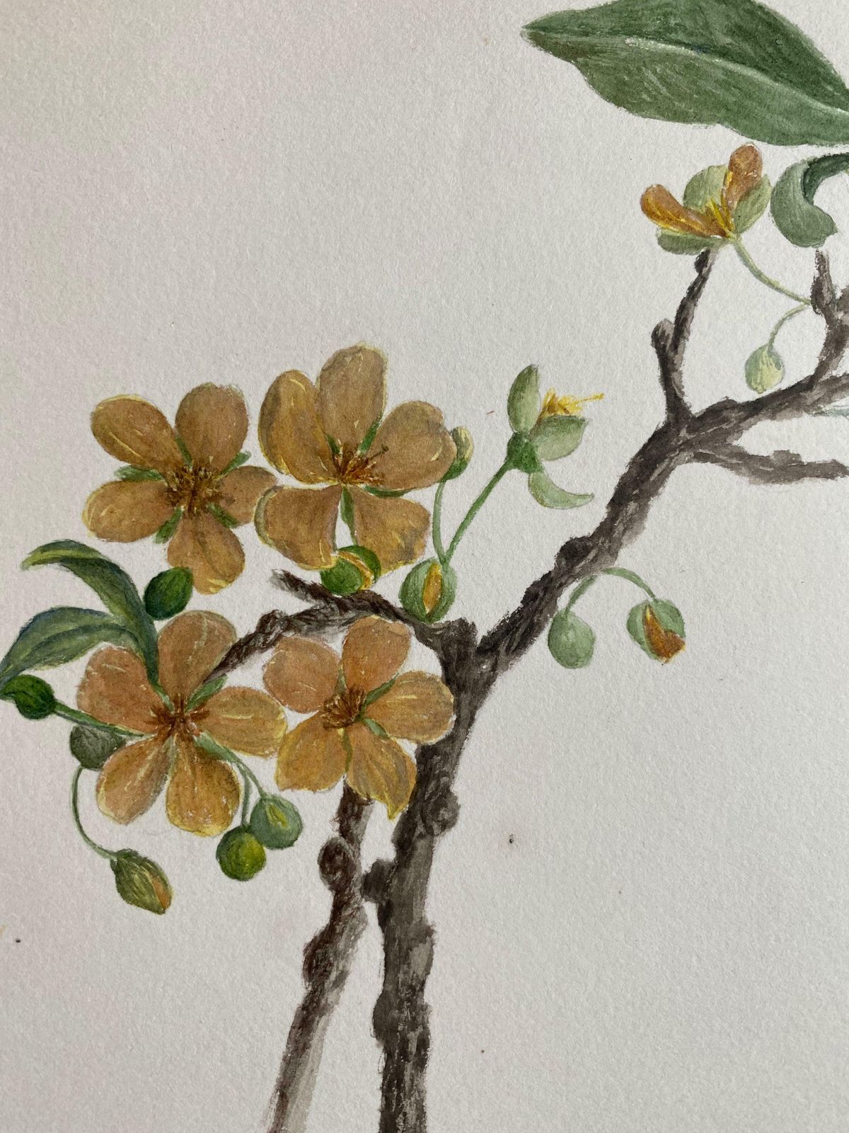 Caroline Worsleyfine Antique British Botannical Watercolour Painting, Circa 1900's C.1900's photo for sale