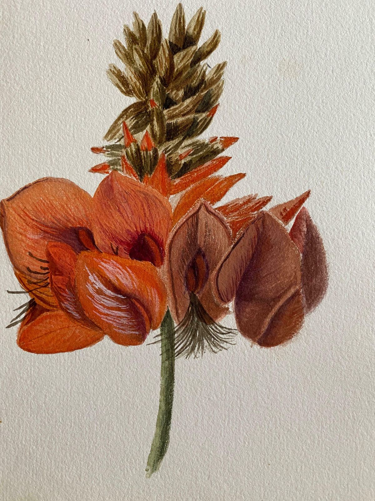 Caroline Worsleyfine Antique British Botannical Watercolour Painting, Circa 1900'sc.1900's photo furniture